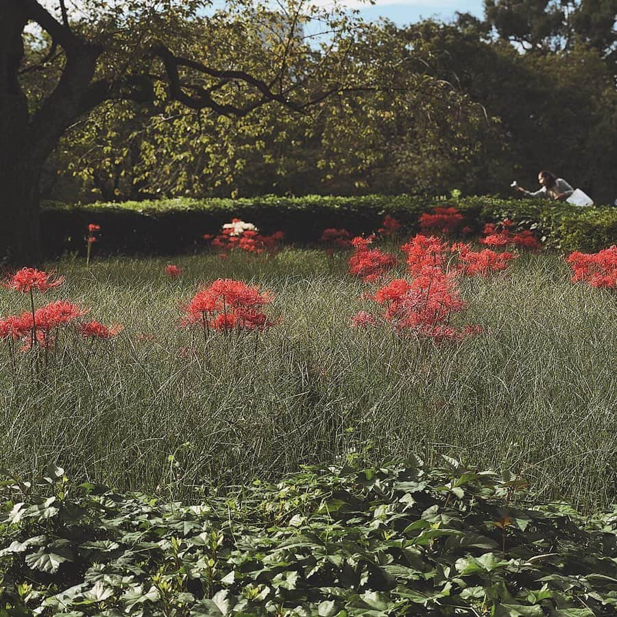 酒匂彩名さんのインスタグラム写真 - (酒匂彩名Instagram)「: 新宿御苑まで行ってきたよ🌿 息子も大変ご機嫌でした！ やっぱり緑は良いよねー☺️ : #新宿御苑 #お散歩 #ピクニック #赤ちゃんのいる生活 #芝生が気持ち良いね #0歳児  #曼珠沙華 #見頃でした #秋晴れ  #お外で飲むミルクは格別でしゅ #かなり歩いて疲れた  #今晩長く寝て下さい  #紅葉の時期も行きたいなぁ  #いや週1で行きたいぐらいだ」9月29日 22時15分 - ayanasakoh