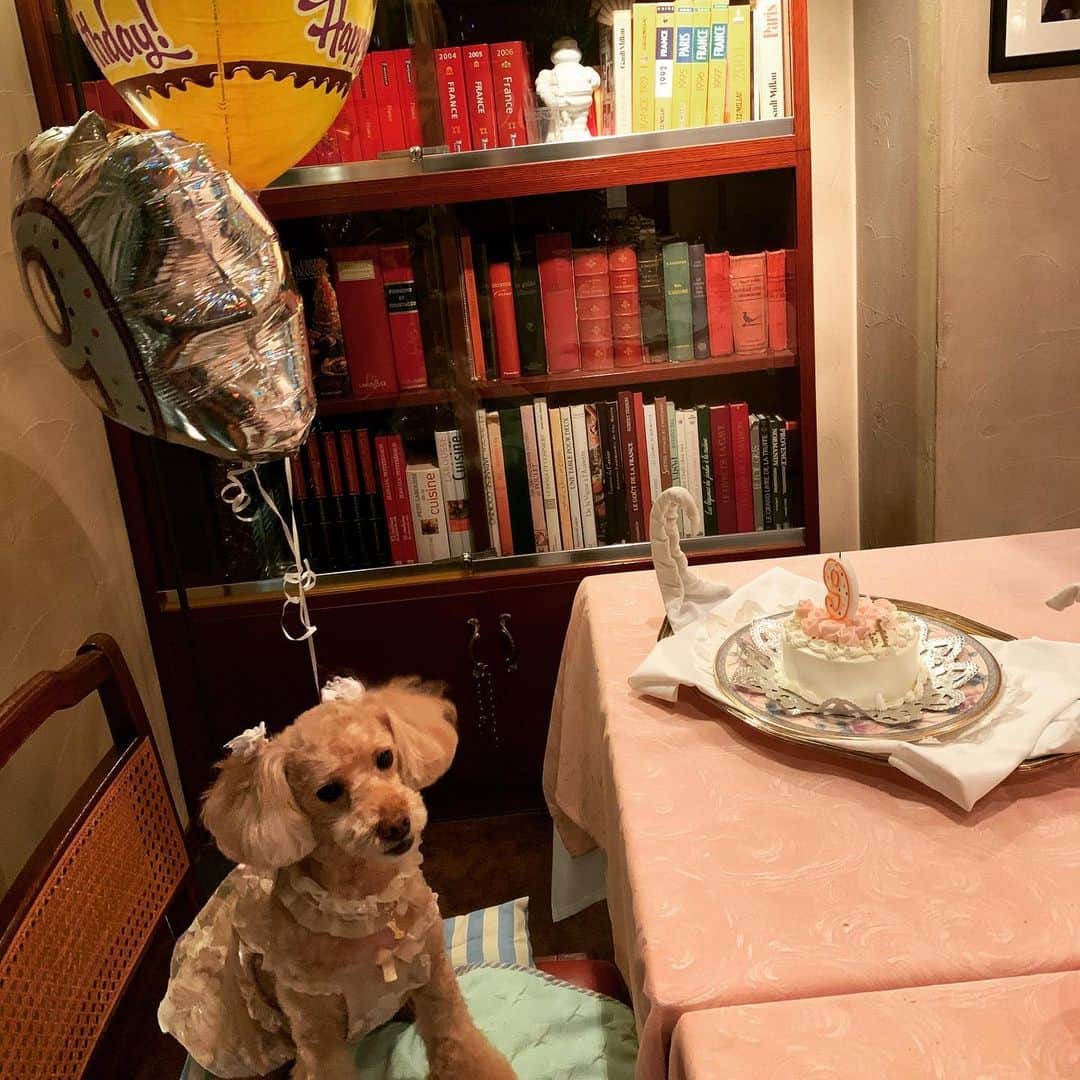 田中康夫のインスタグラム：「パリ生まれ🇫🇷あたしロッタの生誕祭🎊９歳よ 超〜美味しいフランス料理店南青山のレ・クリスタリーヌ📚書斎でパチリ📸 #doglover🐩」