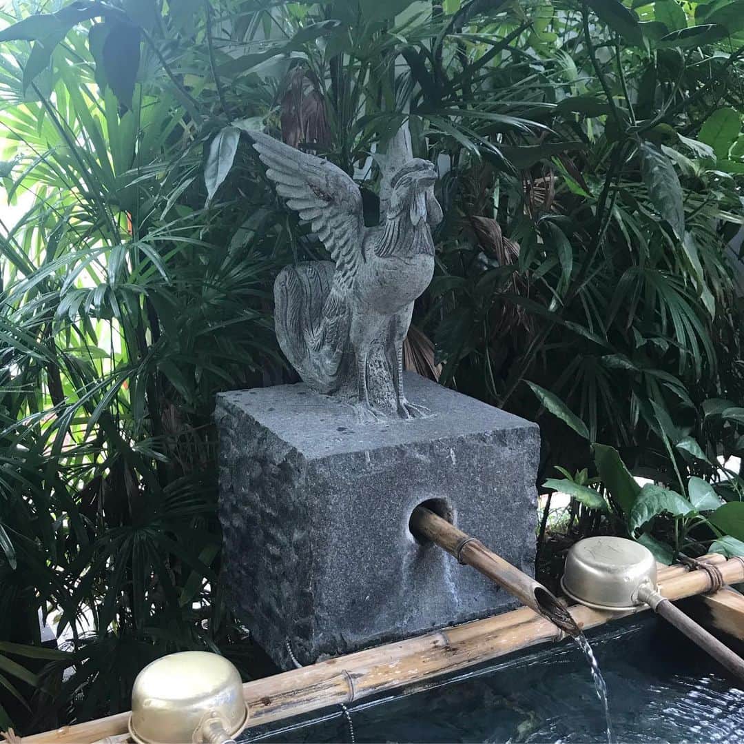 元井美貴さんのインスタグラム写真 - (元井美貴Instagram)「神社で狛犬を観察するのが好きなのですが… . 高知大神宮には狛犬ではなく可愛い狛鶏がいました🐓⛩ . 高知城にも行けてよかった🏯」9月29日 22時22分 - mikimotoi