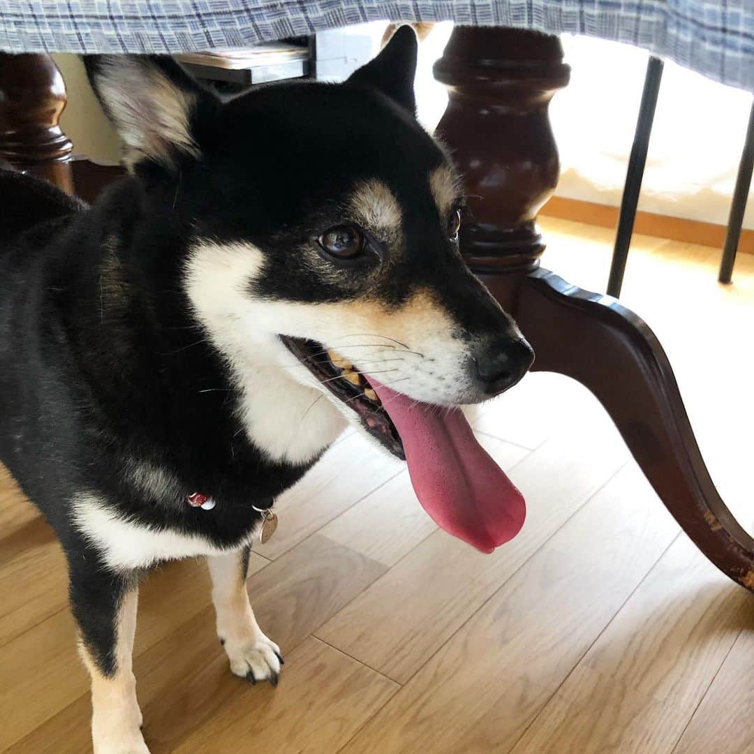 のインスタグラム：「🐾2019.09.15 備忘録 こたつさん、恐らく昨日から10回めのヒート突入 一番暑い時期じゃなくてよかったね！ * #こたつヒートの記録  #shibastagram #instashiba #shiba #shibainu #黒柴 #柴犬」