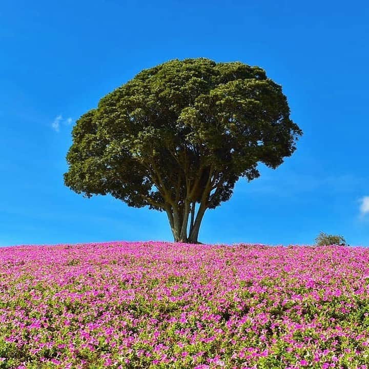 あなたのLOVE CHIBA教えてキャンペーンのグルメインスタ