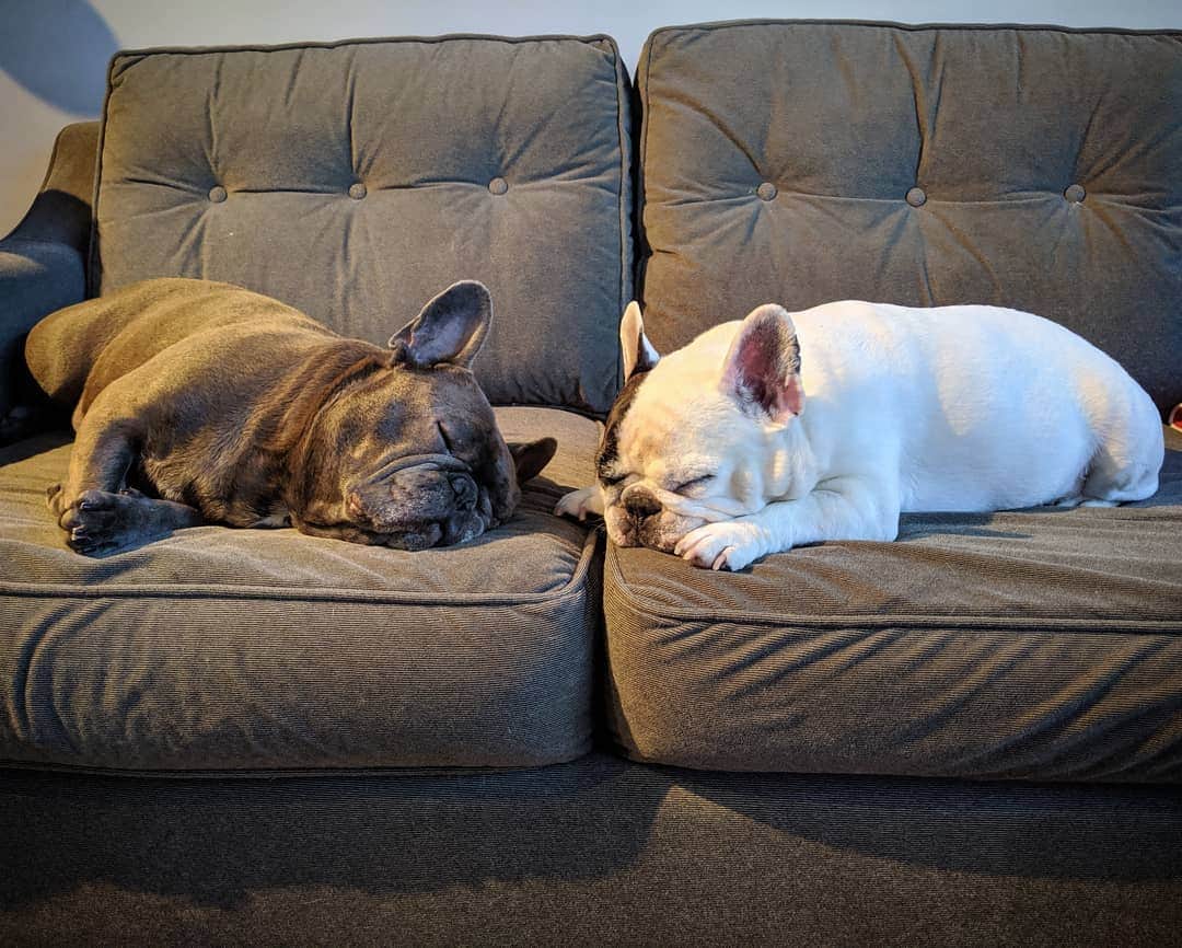Manny The Frenchieのインスタグラム：「Sometimes you just need a nap with your brudder. 💕」