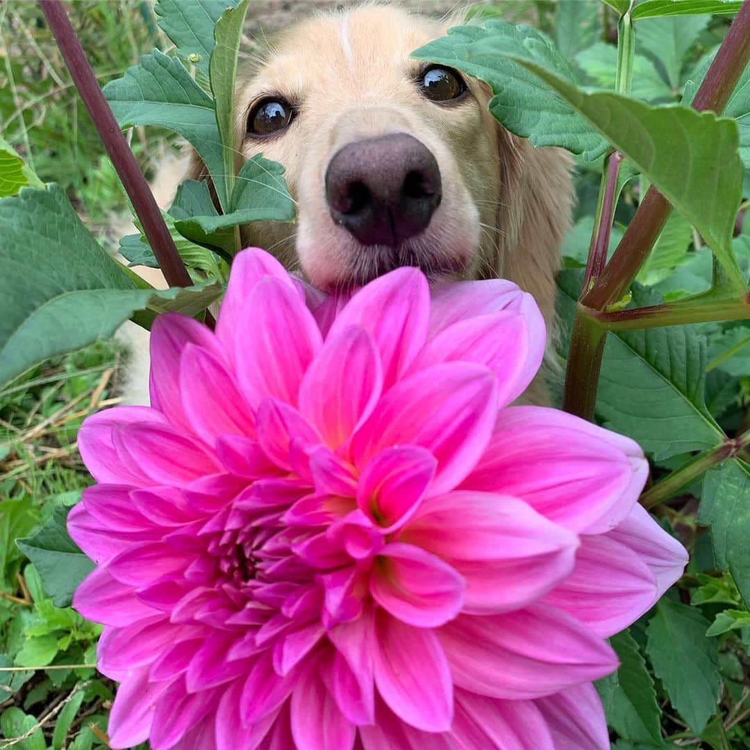 ハッチ＆ニコのインスタグラム：「Good morning ☁️ おはダリア🌺 #ダリア #カメラ嫌い同好会 #pecoいぬ部 #犬の生活が第一 #癒しわんこ #dachshund #犬バカ部 #短足部 #ふわもこ部 #tokyocameraclub #東京カメラ部」