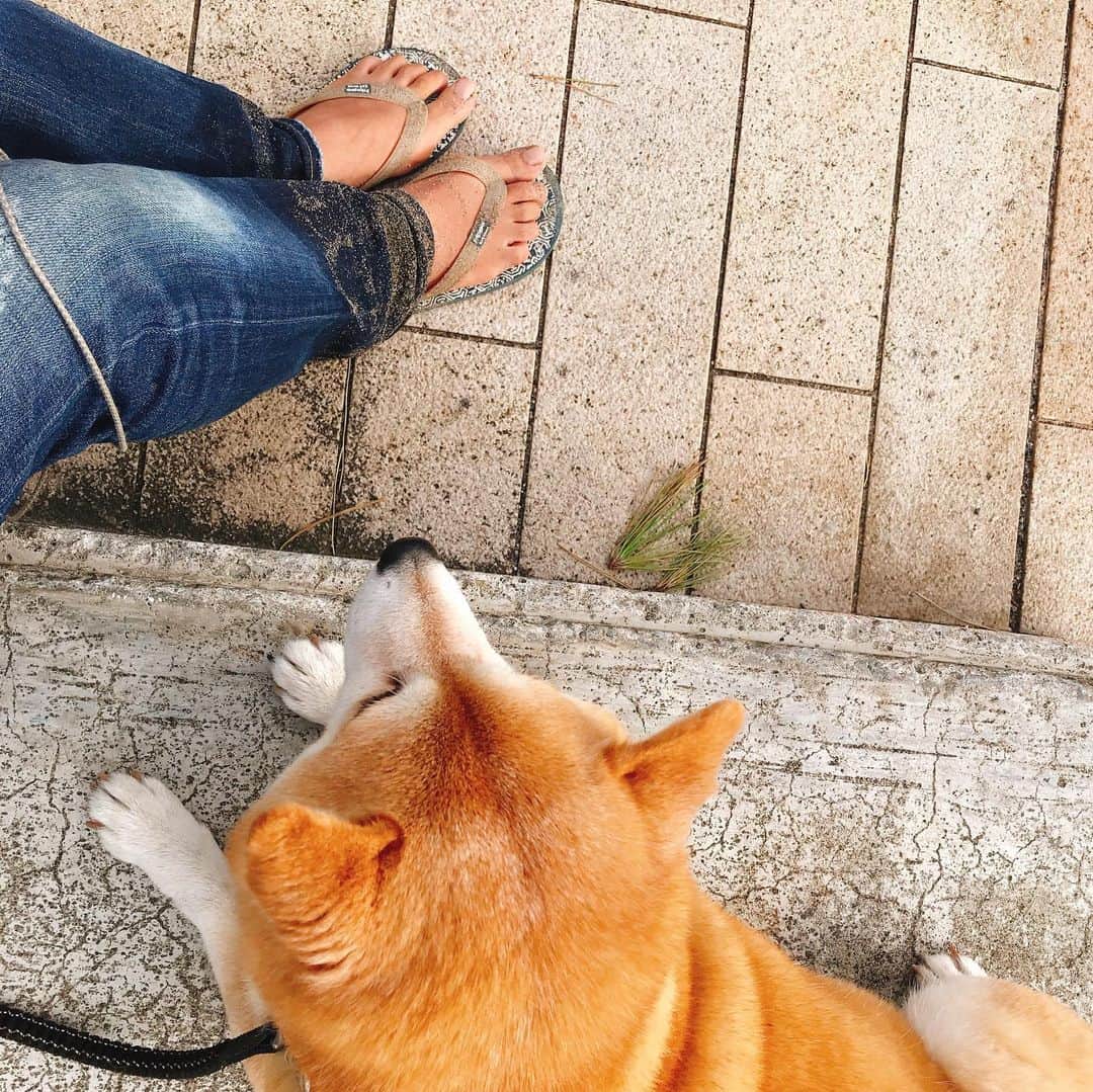 マル子さんのインスタグラム写真 - (マル子Instagram)「おはよー！  涼しくなってお散歩の距離も少しずつ伸びています。  そんな今朝は2人して浜のズブズブなところにハマりました。  私はスネまでマル子は手足が見えないほど埋まりちょっと笑えました。  #マル子  #ギリギリマル子」9月15日 8時39分 - tomikago
