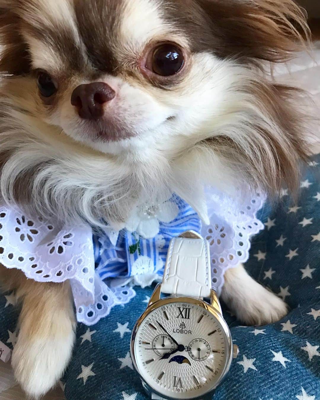 kayoのインスタグラム：「* * 今日のボクは ホワイト×ブルーコーデ🐶💙✨ * * @loborjapan さんの素敵な時計が 今ならクーポン利用で10%off⌚️✨ * * クーポンコード 💟【kayo085】 * * この機会に是非😆🙌🏻 * * Lychee💙⌚️ * * #ロバー #lobor #時計 #腕時計 * #chihuahua#chihuahualove#dogstgram#dog#instadog#チワワ#チワワ大好き * *」