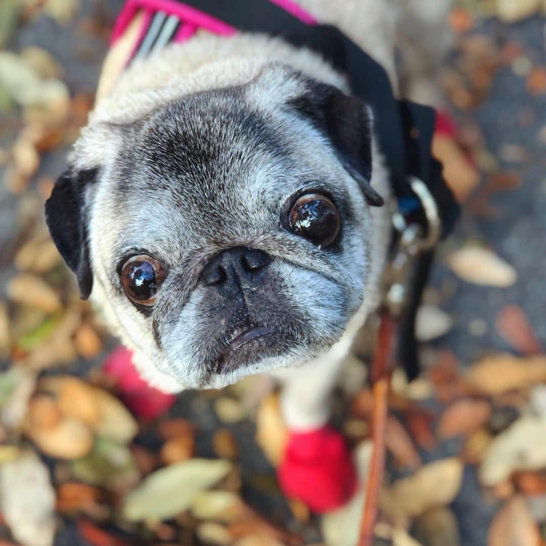 八兵衛のインスタグラム：「autumn walk🍂 * * 少しずつ 秋の気配🐕 * * #ほぼ黒パグ #おじいちゃん犬 #pug #puggy #puglife #puglove #petstagram #pugstagram #pugsofinstagram #pugs #dog #ふわもこ部  @igersjp #IGersJP #east_dog_japan #pecoイヌ部 #八兵衛 #はちべえ #朝ワンコ夕ニャンコ」