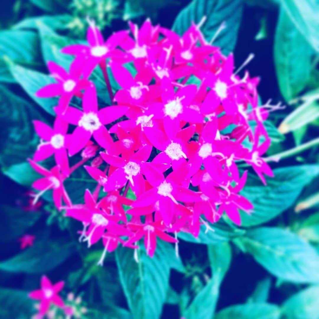 中野敬久さんのインスタグラム写真 - (中野敬久Instagram)「#flower #flowersoflife #pink #sunday」9月15日 9時46分 - hirohisanakano