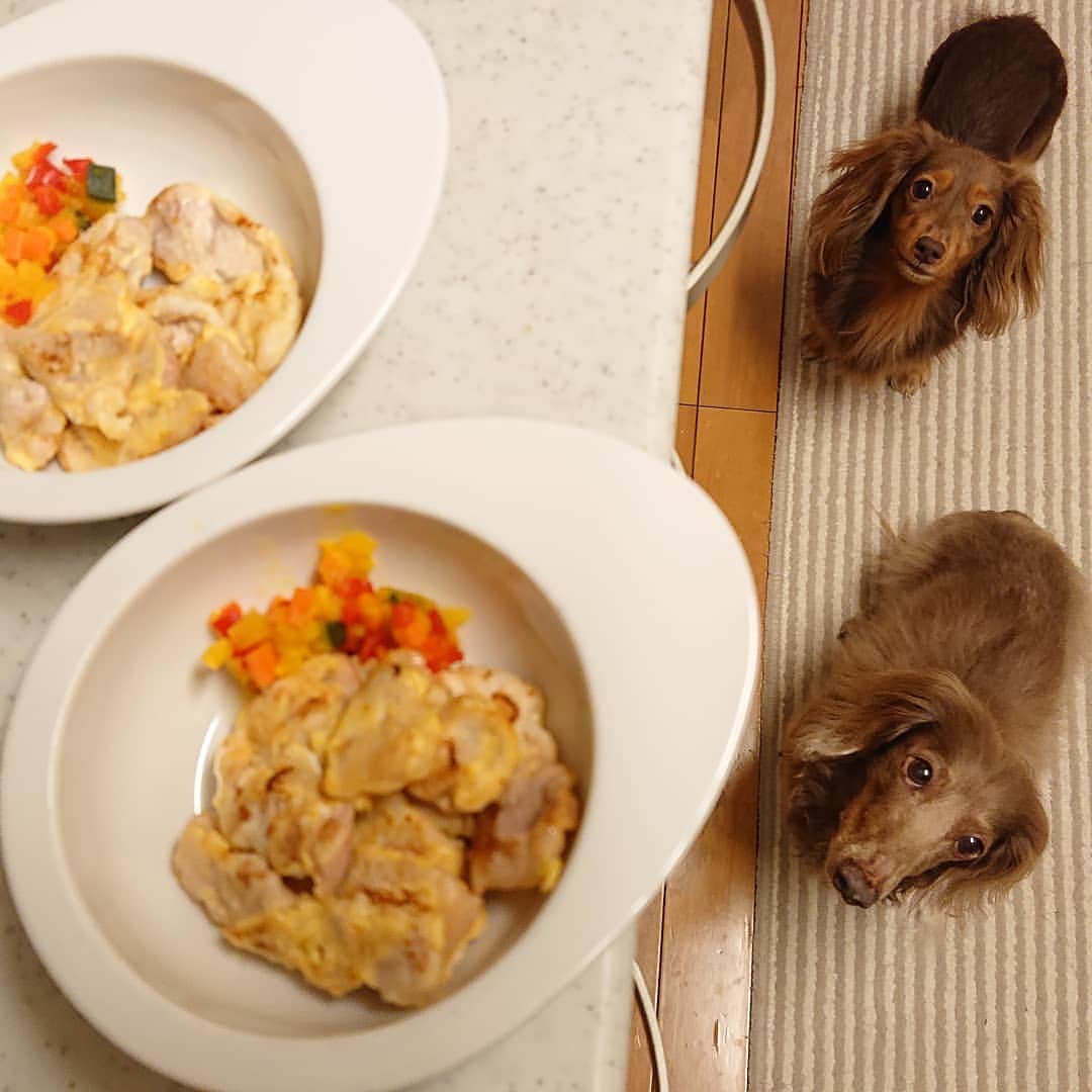 くるみんのインスタグラム：「* ワンごはん 豚肉のピカタを作りました  #ミニチュアダックスフンド #ミニチュアダックスフント #ミニチュアダックス #イザベラタン #イザベラ #カニンヘンダックスフント #カニンヘン #カニンヘンダックス #カニンヘンダックスフンド #チョコタンダックス #チョコタン #ダックス多頭飼い #ダックスフント #ダックスフンドカニンヘン #ダックス #ダックスフンド #手作りワンコご飯 #わんこなしでは生きていけません会 #ワンコなしでは生きて行けません会 #いぬばか部 #いぬすたぐらむ #短足部 #dachshundgram #dachshund #dachs #dogstagram #inustagram #instagramdog #instadachs #todayswanko」