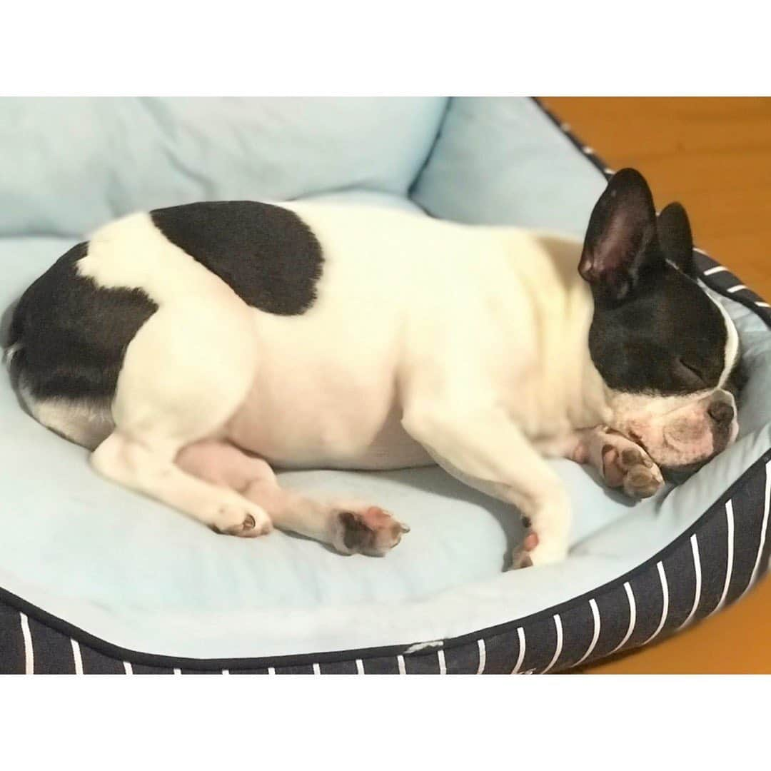 中田奈沙さんのインスタグラム写真 - (中田奈沙Instagram)「🐄💤 * * #frenchbulldog #frenchie #buhi #dog #pet #family #cutie #sweetie #cute #instadog #dogstagram #sleep #sleepy #goodnight #gn #フレンチブルドッグ #フレブル #ブヒ #犬 #ペット #愛犬 #家族 #眠い #おやすみ #寝る子は育つ #ぐうたら #いぬすたぐらむ #犬バカ #親バカ #犬バカ部」9月15日 15時27分 - nasa_nakada