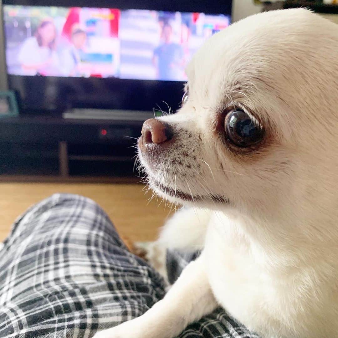 KORIKIのインスタグラム：「おはようございます♪ * #指定席 #dogofsapporo #dog, #dogs, #dogstagram,#chihuahua,#犬バカ部,#チワワ,#koriki, #hanadog #白スムチ連合会, #スムチー,  #dogofthedayjp, #dogoftheday  #ilovemydog #instadog #instapet #WhiteChihuahua  #吉娃娃 #치와와  #dogsofinstagram #Chihuahualover  #ชิวาวา #チワワの輪 #barkbox #WhiteChihuahuaParty #もふもふモフモフ」