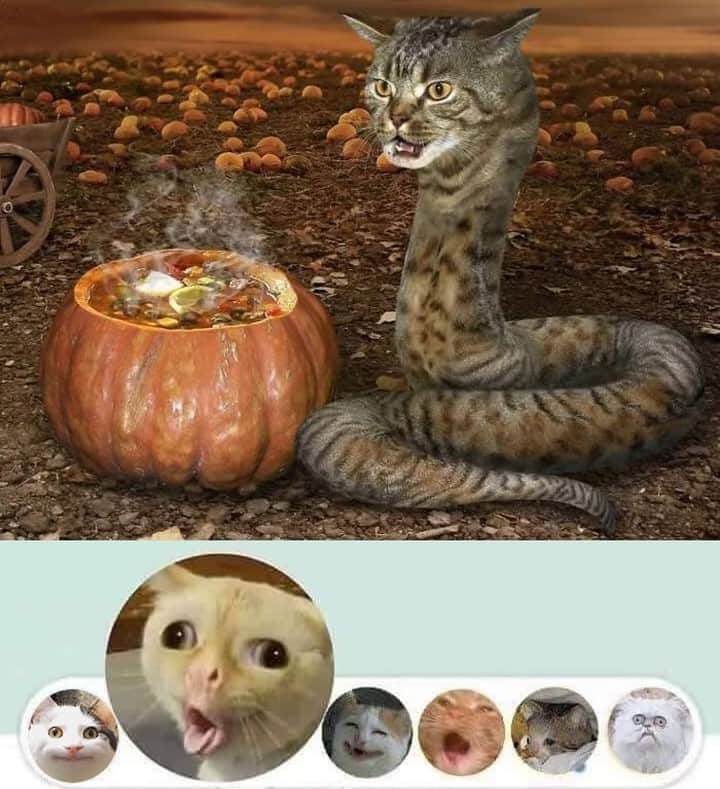 のインスタグラム：「I wish my react buttons are like this⠀ ⠀ #meowed #meowedmeme #reactions」