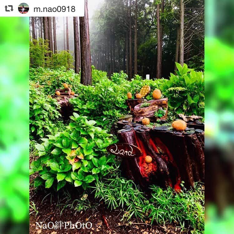 三島スカイウォーク／公式さんのインスタグラム写真 - (三島スカイウォーク／公式Instagram)「お客様が撮影したKicoroの写真をご紹介します🥳🎶 . ①②は展望台に設置しているKicoroのオブジェで撮ってくださいました👏📷 . 後ろに吊橋がうつっているのがポイントです☺️🌈 . ③④は散策路の写真です🎶 . 角度によってお洒落な写真が撮影できたり、可愛らしい写真ができたり、、、変わりますよね😉‼️ . 皆さんのここだ！と思う角度から撮影してみてください🎶 .  可愛いらしい写真を撮影してくださりありがとうございます😉✨✨ . 思い出の1枚を撮りに三島スカイウォークへ遊びに来てくださいね🥺❤️ . #三島スカイウォーク #スカイウォーク #静岡 #箱根 #伊豆 #三島 #観光 #吊橋 #吊り橋 #日本一 #富士山  #空をあるこう森であそぼう #キコロ #Kicoro #展望台  #散策路 #森 #木 #mishimaskywalk #skywalk #japan #MountFuji #shizuoka #travel #trip #fun #instagood #nature #beautiful #followme」9月15日 10時08分 - mishima_skywalk