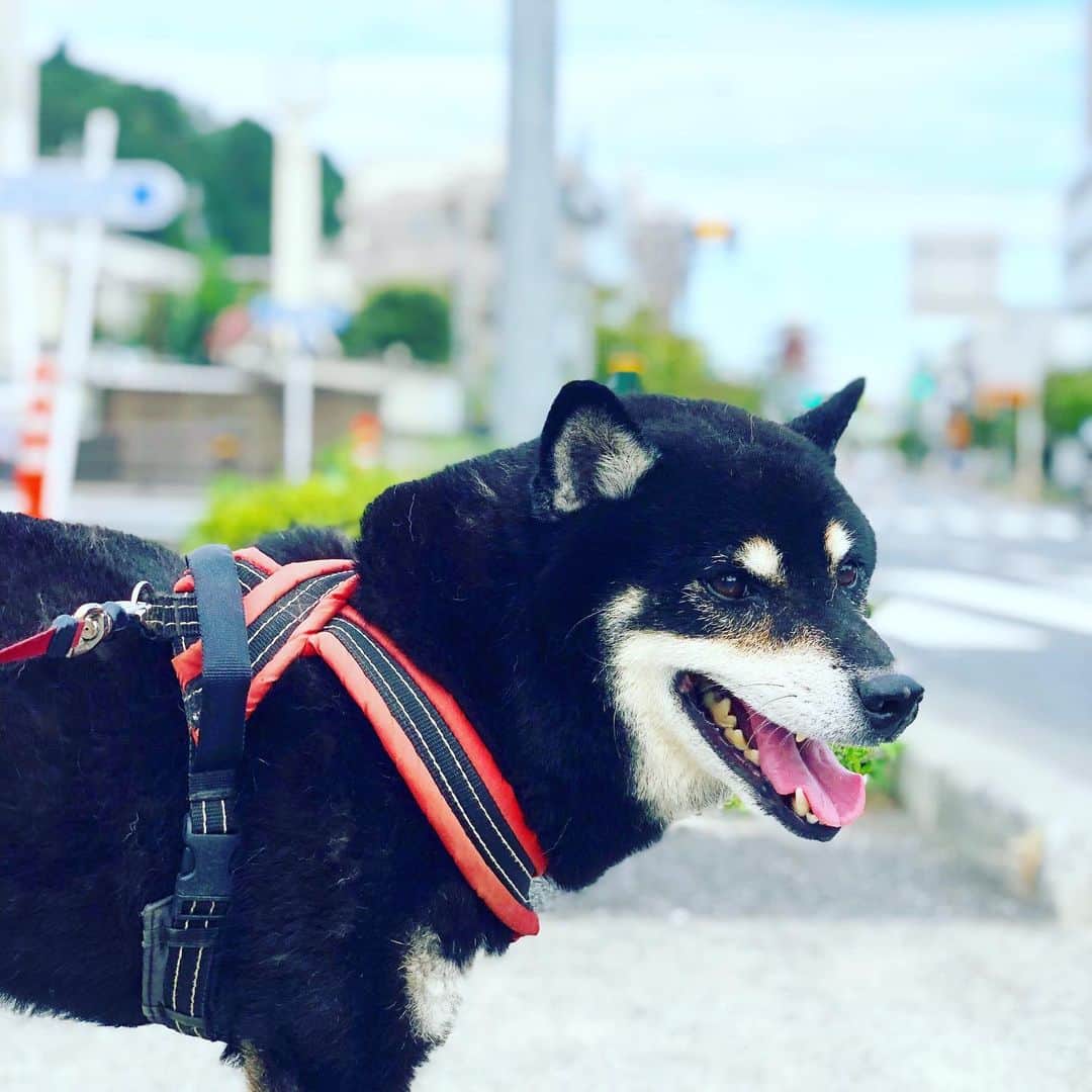 小川博永さんのインスタグラム写真 - (小川博永Instagram)「今日も涼しくて捗るね。  #今朝まる #ししまる #dog #dogs #柴犬 #黒柴」9月15日 10時34分 - ogawahironaga