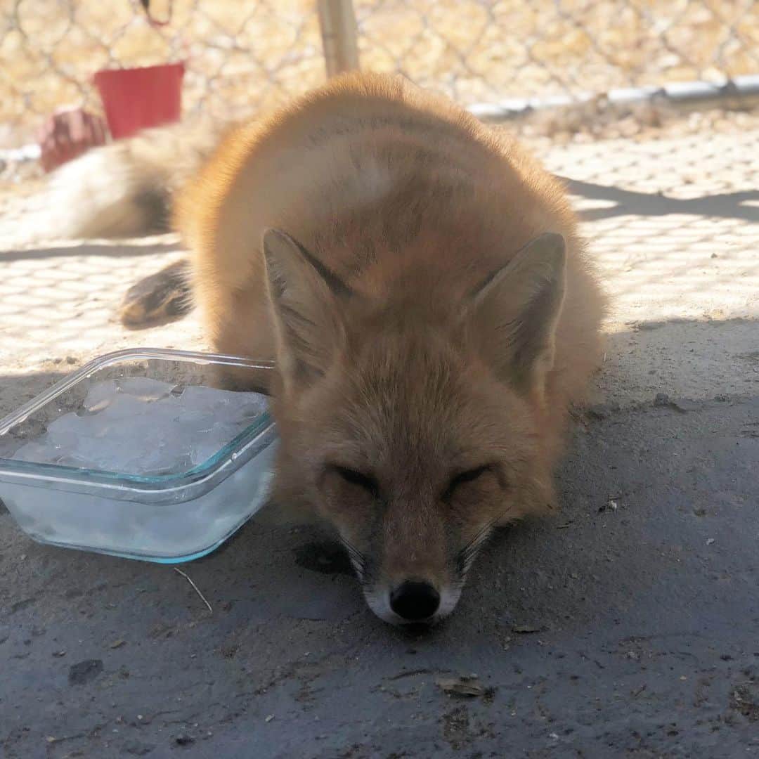 Rylaiさんのインスタグラム写真 - (RylaiInstagram)「Foxy Encounter Saturday!! . Did you play with foxes today??? Did you want to play with foxes today 🤷‍♀️🦊 . Well, it was a hot one today out in Santa Ysabel... so hot that when I looked at the three of them, all I thought of was chocolate, strawberry and vanilla ice cream!! 🍦 Maksa fell asleep on top of the ice water.... foxes are extremely adaptable. Did you know that red foxes can be found from the arctic to Mexico!!! That is certainly a large temperature range!! . Maksa prefers to sun her buns on a sandy beach while drinking sparkling water with blueberries!!! . She didn’t get any today.... but she did get a chance to meet some awesome new friends!! . Grand opening Photoshoots on Sat Oct 5,  are almost sold out!!! Gala VIP tickets for Oct 6 are also selling fast!!! This event is one to NOT MISS!!! Maksa says bring blueberries!! . #encountersaturday #foxes #factoids #foxyfacts #foxy #maksa #hot #sandiego #animalencounters #befoxy #belove #hotimes #foxencounters #sandiegoevents #nonprofit #volunteer #fundraising #sponsor #russianfoxes #domesticatedfoxes #supportlocal #hiddensandiego #julian #love #bewild」9月15日 10時59分 - jabcecc