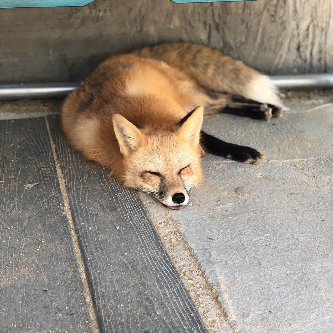 Rylaiさんのインスタグラム写真 - (RylaiInstagram)「Foxy Encounter Saturday!! . Did you play with foxes today??? Did you want to play with foxes today 🤷‍♀️🦊 . Well, it was a hot one today out in Santa Ysabel... so hot that when I looked at the three of them, all I thought of was chocolate, strawberry and vanilla ice cream!! 🍦 Maksa fell asleep on top of the ice water.... foxes are extremely adaptable. Did you know that red foxes can be found from the arctic to Mexico!!! That is certainly a large temperature range!! . Maksa prefers to sun her buns on a sandy beach while drinking sparkling water with blueberries!!! . She didn’t get any today.... but she did get a chance to meet some awesome new friends!! . Grand opening Photoshoots on Sat Oct 5,  are almost sold out!!! Gala VIP tickets for Oct 6 are also selling fast!!! This event is one to NOT MISS!!! Maksa says bring blueberries!! . #encountersaturday #foxes #factoids #foxyfacts #foxy #maksa #hot #sandiego #animalencounters #befoxy #belove #hotimes #foxencounters #sandiegoevents #nonprofit #volunteer #fundraising #sponsor #russianfoxes #domesticatedfoxes #supportlocal #hiddensandiego #julian #love #bewild」9月15日 10時59分 - jabcecc