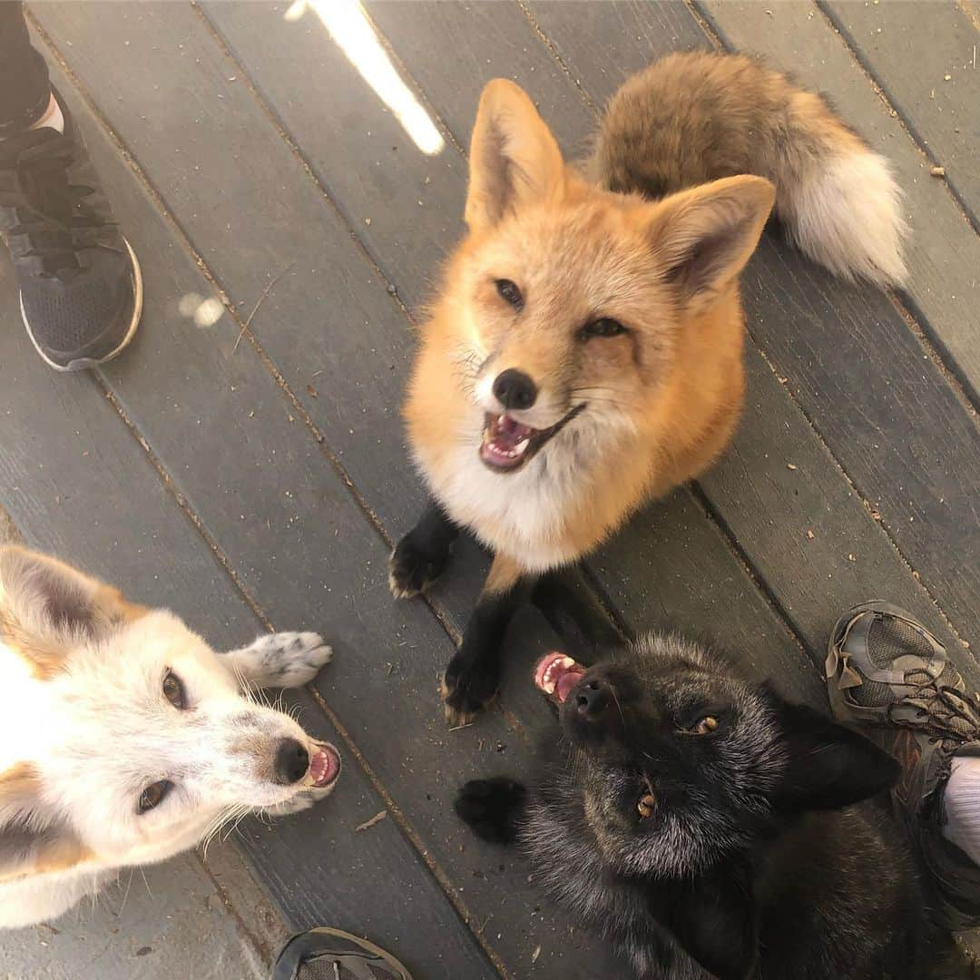 Rylaiさんのインスタグラム写真 - (RylaiInstagram)「Foxy Encounter Saturday!! . Did you play with foxes today??? Did you want to play with foxes today 🤷‍♀️🦊 . Well, it was a hot one today out in Santa Ysabel... so hot that when I looked at the three of them, all I thought of was chocolate, strawberry and vanilla ice cream!! 🍦 Maksa fell asleep on top of the ice water.... foxes are extremely adaptable. Did you know that red foxes can be found from the arctic to Mexico!!! That is certainly a large temperature range!! . Maksa prefers to sun her buns on a sandy beach while drinking sparkling water with blueberries!!! . She didn’t get any today.... but she did get a chance to meet some awesome new friends!! . Grand opening Photoshoots on Sat Oct 5,  are almost sold out!!! Gala VIP tickets for Oct 6 are also selling fast!!! This event is one to NOT MISS!!! Maksa says bring blueberries!! . #encountersaturday #foxes #factoids #foxyfacts #foxy #maksa #hot #sandiego #animalencounters #befoxy #belove #hotimes #foxencounters #sandiegoevents #nonprofit #volunteer #fundraising #sponsor #russianfoxes #domesticatedfoxes #supportlocal #hiddensandiego #julian #love #bewild」9月15日 10時59分 - jabcecc