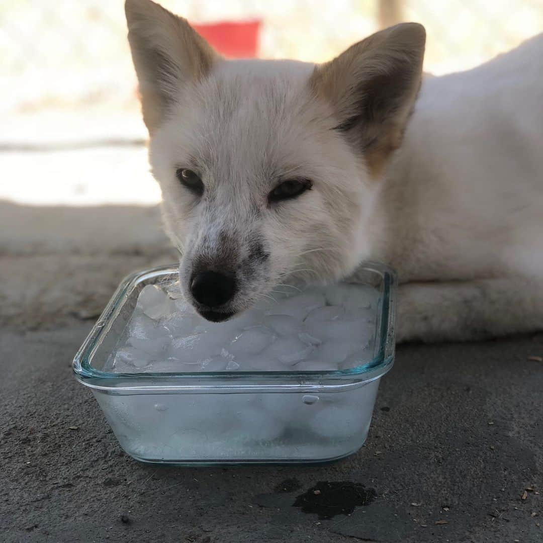 Rylaiさんのインスタグラム写真 - (RylaiInstagram)「Foxy Encounter Saturday!! . Did you play with foxes today??? Did you want to play with foxes today 🤷‍♀️🦊 . Well, it was a hot one today out in Santa Ysabel... so hot that when I looked at the three of them, all I thought of was chocolate, strawberry and vanilla ice cream!! 🍦 Maksa fell asleep on top of the ice water.... foxes are extremely adaptable. Did you know that red foxes can be found from the arctic to Mexico!!! That is certainly a large temperature range!! . Maksa prefers to sun her buns on a sandy beach while drinking sparkling water with blueberries!!! . She didn’t get any today.... but she did get a chance to meet some awesome new friends!! . Grand opening Photoshoots on Sat Oct 5,  are almost sold out!!! Gala VIP tickets for Oct 6 are also selling fast!!! This event is one to NOT MISS!!! Maksa says bring blueberries!! . #encountersaturday #foxes #factoids #foxyfacts #foxy #maksa #hot #sandiego #animalencounters #befoxy #belove #hotimes #foxencounters #sandiegoevents #nonprofit #volunteer #fundraising #sponsor #russianfoxes #domesticatedfoxes #supportlocal #hiddensandiego #julian #love #bewild」9月15日 10時59分 - jabcecc