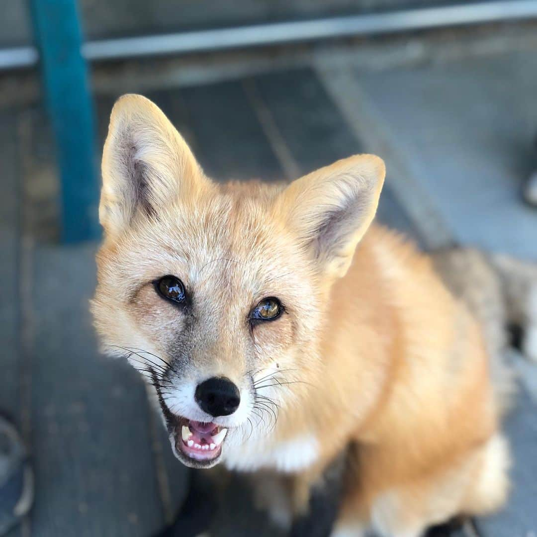 Rylaiさんのインスタグラム写真 - (RylaiInstagram)「Foxy Encounter Saturday!! . Did you play with foxes today??? Did you want to play with foxes today 🤷‍♀️🦊 . Well, it was a hot one today out in Santa Ysabel... so hot that when I looked at the three of them, all I thought of was chocolate, strawberry and vanilla ice cream!! 🍦 Maksa fell asleep on top of the ice water.... foxes are extremely adaptable. Did you know that red foxes can be found from the arctic to Mexico!!! That is certainly a large temperature range!! . Maksa prefers to sun her buns on a sandy beach while drinking sparkling water with blueberries!!! . She didn’t get any today.... but she did get a chance to meet some awesome new friends!! . Grand opening Photoshoots on Sat Oct 5,  are almost sold out!!! Gala VIP tickets for Oct 6 are also selling fast!!! This event is one to NOT MISS!!! Maksa says bring blueberries!! . #encountersaturday #foxes #factoids #foxyfacts #foxy #maksa #hot #sandiego #animalencounters #befoxy #belove #hotimes #foxencounters #sandiegoevents #nonprofit #volunteer #fundraising #sponsor #russianfoxes #domesticatedfoxes #supportlocal #hiddensandiego #julian #love #bewild」9月15日 10時59分 - jabcecc