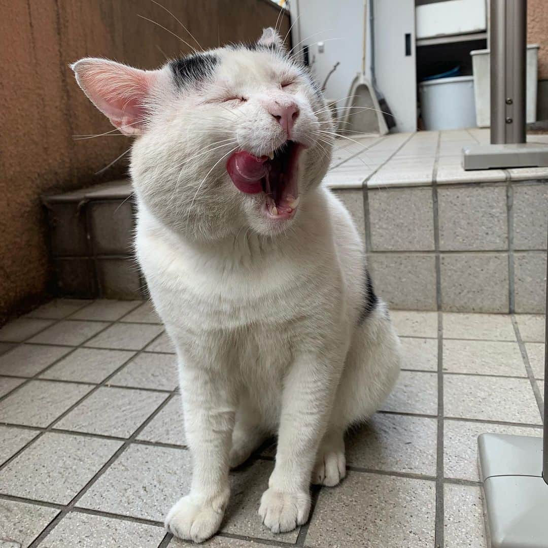 Kachimo Yoshimatsuさんのインスタグラム写真 - (Kachimo YoshimatsuInstagram)「おはよう！ナナクロ。 ご馳走さま。 #uchinonekora #nanakuro #sotononekora  #neko #cat #catstagram #kachimo #猫 #ねこ #うちの猫ら http://kachimo.exblog.jp」9月15日 11時12分 - kachimo