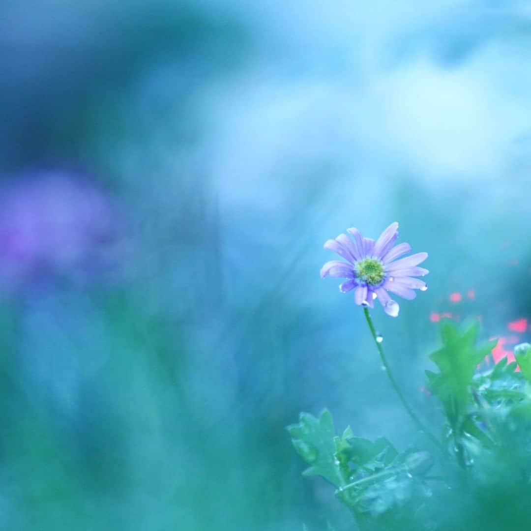 LIFE with CAMERAさんのインスタグラム写真 - (LIFE with CAMERAInstagram)「#flower #drop #flowerstyles_gf #9vaga_drops9 ⠀ #花 #雫 #水滴 #雨⠀ Photo by @chimacooooo⠀ https://www.instagram.com/p/B1v3g66g1vK/⠀ .⠀ 【皆さんの「EOS M100」、「EOS M10」写真をご紹介！】⠀ .⠀ キヤノンのミラーレスカメラ「EOS M100」で撮影された写真に「 #my_eosm100 」、「EOS M10」で撮影された写真に「 #my_eosm10 」をつけてInstagramやLIFE with CAMERA Facebookページに投稿いただいた作品を本アカウントで紹介させていただきます！⠀ （投稿枚数は問いません。また、カメラが写っている必要はありません）⠀ .⠀ （※）紹介させていただく際は事前にご連絡はいたしませんので、ご了承ください⠀ （※）投稿いただく写真に使用される著作物、肖像については、ご本人が著作権を有するもの、又は権利者から事前に使用承諾を得たものであるものとします。ご投稿いただく写真に関して万一問題が生じた場合は当事務局は責任を負いかねますことご了承ください。⠀ .⠀ EOS M100の詳細は、本アカウントのプロフィール（ @canon_eosm ）にあるURLからご覧ください。⠀ .⠀ #EOS_M10 #EOSM10 #EOS #EOSM #EOS_M #canon #キヤノン #LIFE_with_CAMERA #my_eosm10 #今日を見る目が変わった」9月15日 11時30分 - canon_eosm