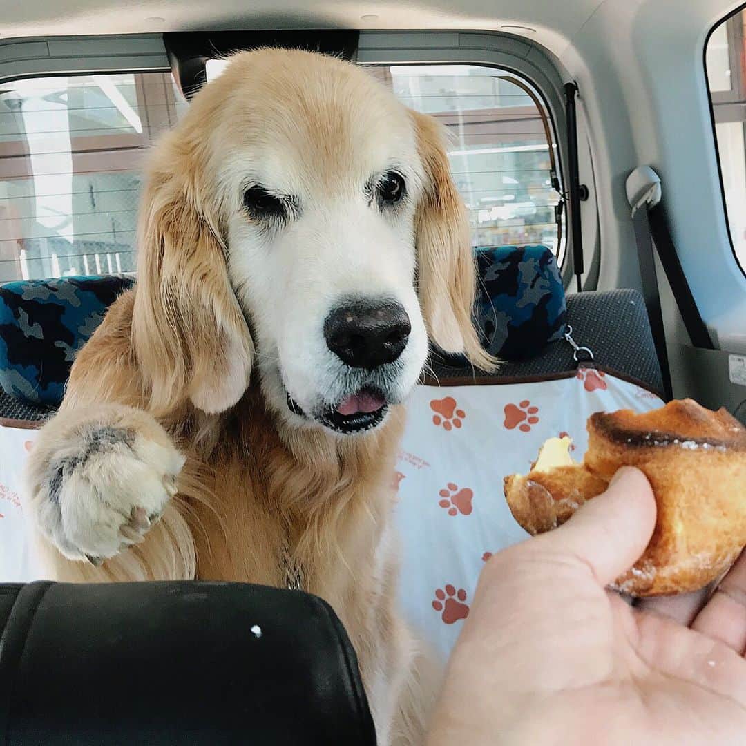 のインスタグラム：「今日の病院帰りのご褒美はセブンのシュークリーム。  #dogsofinstagram #ゴールデンレトリバー #ilovegolden_retrievers #retrieversgram #insta_animal #dog_ofinstagram #gloriousgoldens #retriever #goldenretriever #犬バカ部 #igdog #gryuuko #repost_ezyjp #retrieveroftheday #weeklyfluff #thedailygolden  #excellent_dogs #pecoいぬ部 #てんかん持ちワンコ #前庭疾患回復期 #高齢犬14歳 #高齢犬 #seniordogs #seniordogsofinstagram」