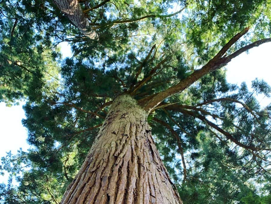 早坂香須子さんのインスタグラム写真 - (早坂香須子Instagram)「昨日の職場 滋賀県奥永源寺  琵琶湖の源流でもあるこの場所に、愛する青山有紀ちゃんが京都から手伝いに駆けつけてくれた！  ありがとう♡  君ヶ畑の木地師を守る会のかっこいいおじ様達と作業を共にして、この場所の素晴らしさをたくさん教えてもらった。長く続くプロジェクトになるので、こうやって受け入れてくれるのは本当にありがたいです。  最後は満月の下、大宴会✨  #nerolilabotanica  #ネロリラボタニカ #organic#organiccosmetics #powerorganic」9月15日 12時17分 - kazukovalentine