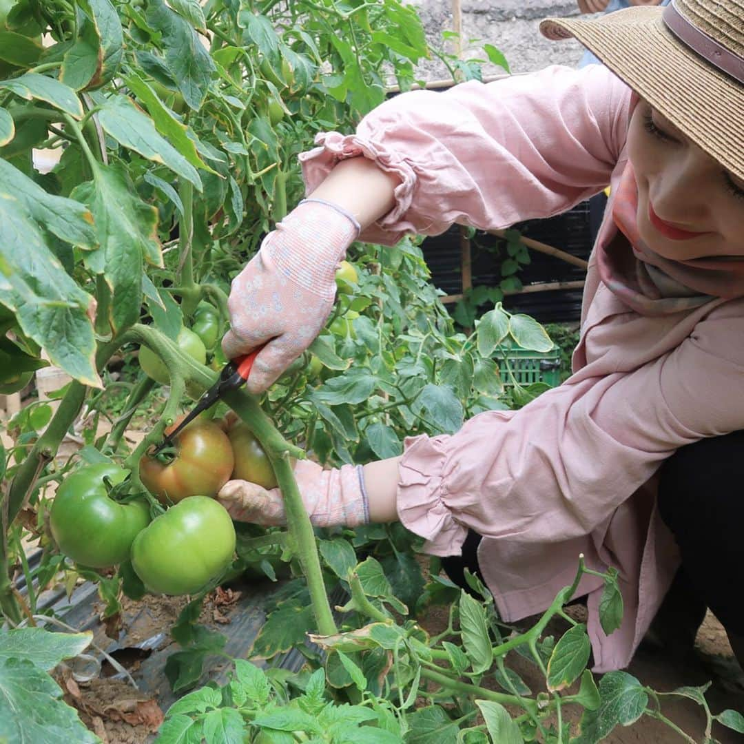 メロディー・ヌランダニ・ラクサニさんのインスタグラム写真 - (メロディー・ヌランダニ・ラクサニInstagram)「Then..... It's harvest time of Momotaro Tomatoes🍅 Can you see how exciting the world of agriculture is?😍 I'll share the video later too, please wait!  Kemudian..... Ini waktu panen Tomat Momotaro🍅 Kalian bisa lihat sendiri kan, betapa menyenangkannya dunia pertanian?😍 Nanti aku bakalan share juga videonya, tunggu ya!  #japan #asean #goodwill #ambassador #food #agriculture #momotarotomato #tomat #momotaro」9月15日 12時31分 - melodylaksani92