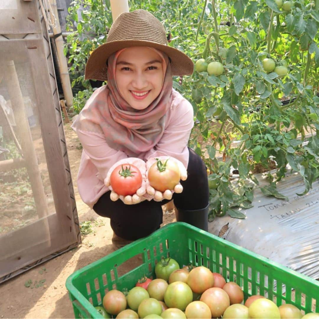 メロディー・ヌランダニ・ラクサニさんのインスタグラム写真 - (メロディー・ヌランダニ・ラクサニInstagram)「Then..... It's harvest time of Momotaro Tomatoes🍅 Can you see how exciting the world of agriculture is?😍 I'll share the video later too, please wait!  Kemudian..... Ini waktu panen Tomat Momotaro🍅 Kalian bisa lihat sendiri kan, betapa menyenangkannya dunia pertanian?😍 Nanti aku bakalan share juga videonya, tunggu ya!  #japan #asean #goodwill #ambassador #food #agriculture #momotarotomato #tomat #momotaro」9月15日 12時31分 - melodylaksani92