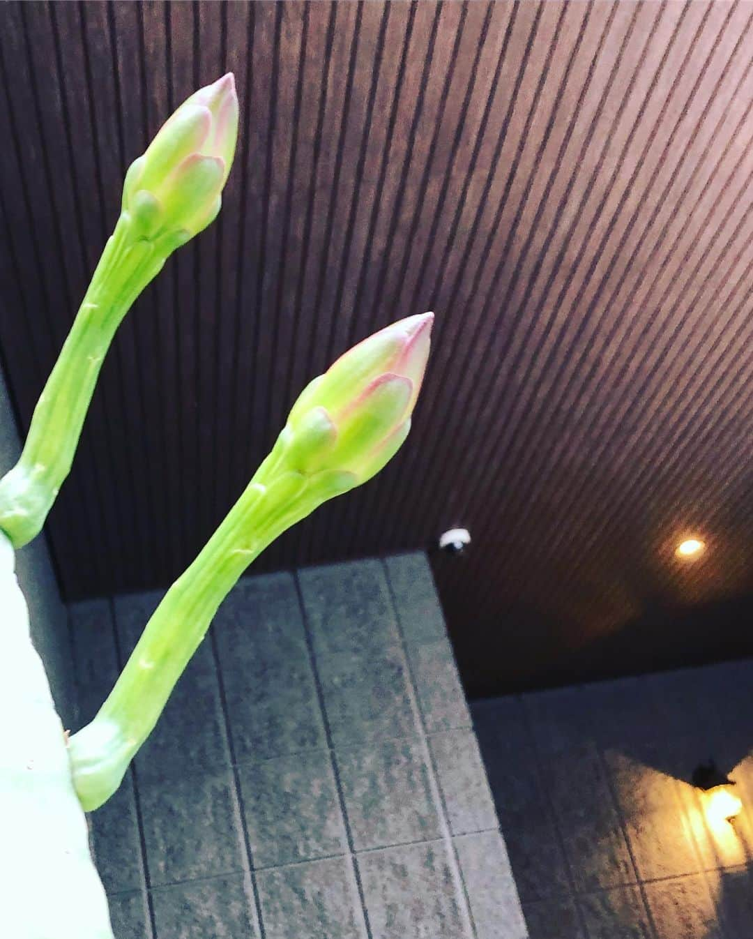 森本さやかさんのインスタグラム写真 - (森本さやかInstagram)「夜  #サボテンの花が咲いた ヾ(๑╹◡╹)ﾉ" 🌵🏜🌼🌵🏜🌼🌵🏜🌼 #サボテン #さぼさん #お見事  #柱サボテン」9月15日 12時34分 - sayakamorimoto1011