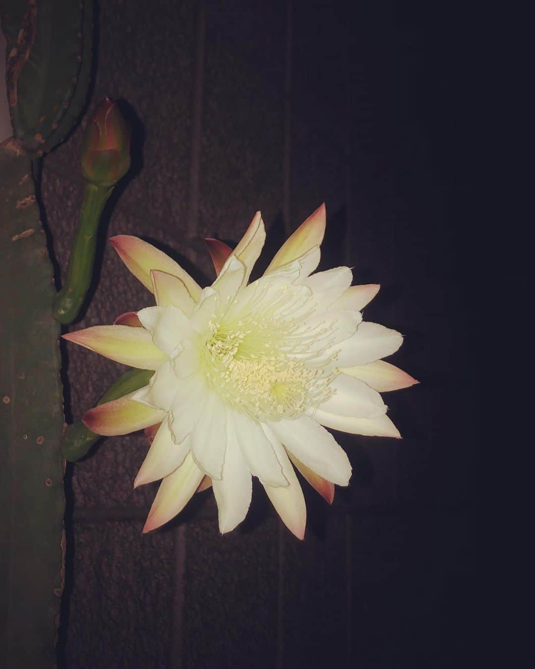 森本さやかさんのインスタグラム写真 - (森本さやかInstagram)「夜  #サボテンの花が咲いた ヾ(๑╹◡╹)ﾉ" 🌵🏜🌼🌵🏜🌼🌵🏜🌼 #サボテン #さぼさん #お見事  #柱サボテン」9月15日 12時34分 - sayakamorimoto1011