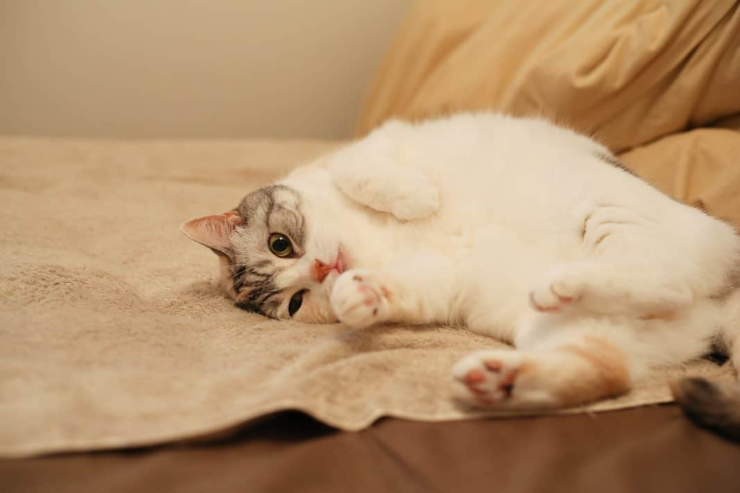Natsukiさんのインスタグラム写真 - (NatsukiInstagram)「可愛い可愛い❤︎って言いながら撮っていると、いろんなポーズをとりながら視線はカメラへ(o´罒`o)  #cat  #scottishfold  #猫のいる暮らし」9月15日 12時56分 - milky517