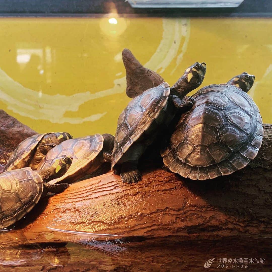 世界淡水魚園水族館 アクア・トト ぎふのインスタグラム：「幸せをよぶ黄色いお顔！？ テーマ水槽で展示しているモンキヨコクビガメ。黄色の水玉模様が特徴的なカメです。  ９月１８日までは65歳以上の方は入館無料です。おじいちゃん、おばあちゃんとご一緒に、水族館をお楽しみくださいね！  #アクアトト #アクアトトぎふ #アクアトト岐阜 #敬老の日 #亀は万年」