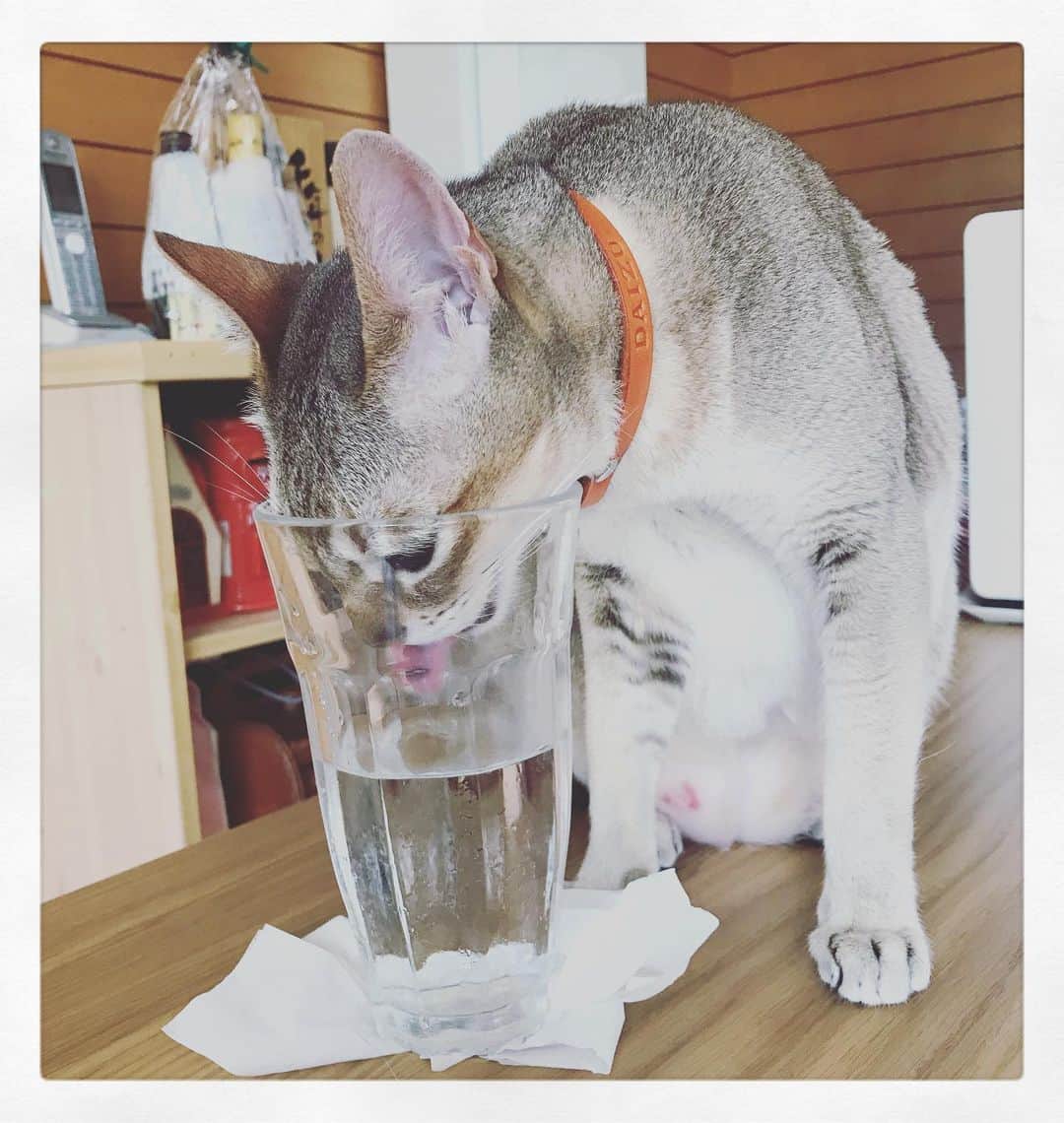 古谷恵のインスタグラム：「今日から実家の大豆。 注目すべきはたるんだ腹。そして舐めハゲ。  それはそうと朝からなぜか謎の突き指の痛み。40こえて突き指て。  #cat#猫#singapuracat#シンガプーラ#大豆#それ私の水」