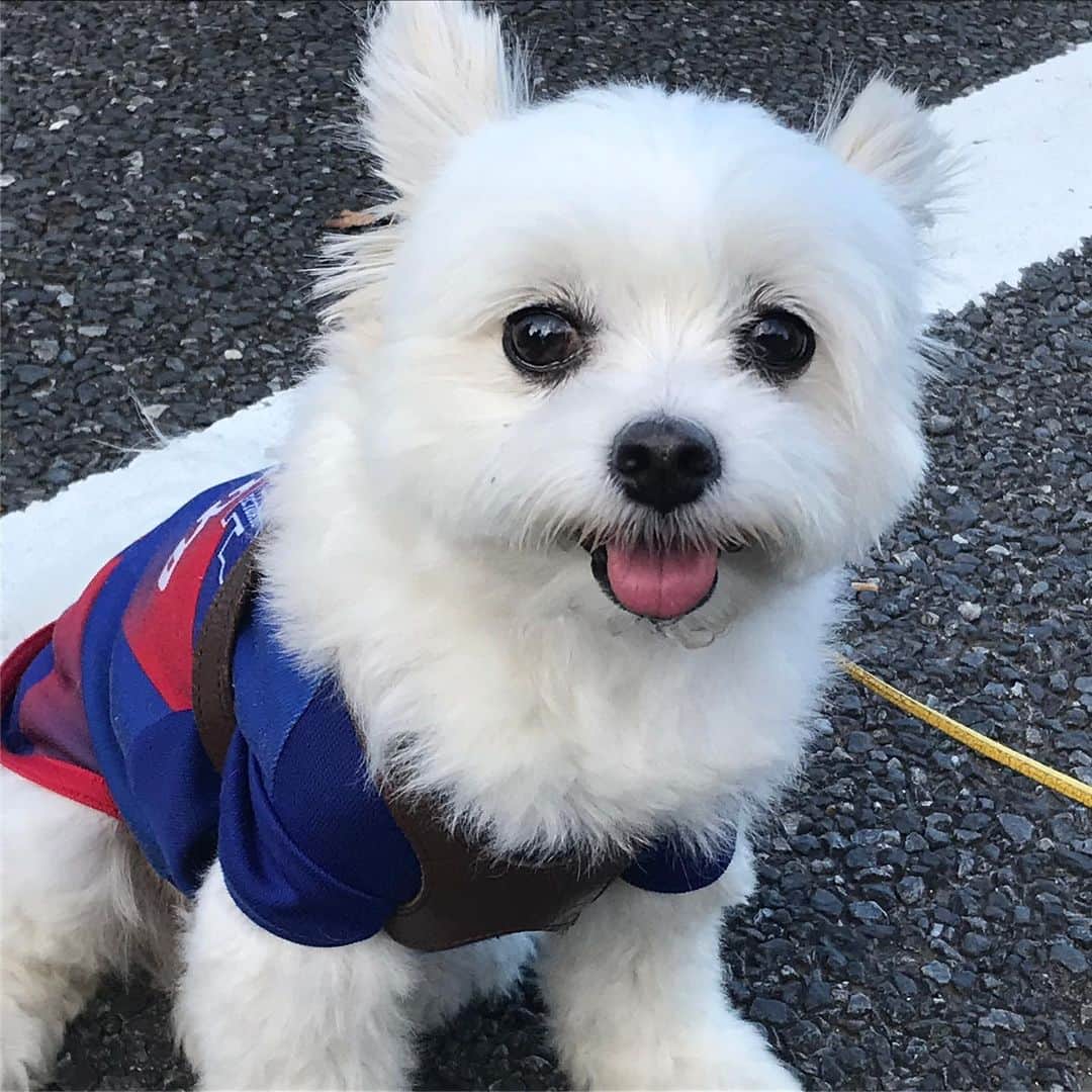植田朝日のインスタグラム：「🔵🔴 昨日も来てたタツミくん。  コイツ、オレと誕生日いっしょなんだよな〜⁉️笑  今度、ウチのダニーロ軍団4匹とワンワンサミットでもさせるかな！w  #tokyo12 #愛犬家 #ダニーロ軍団」