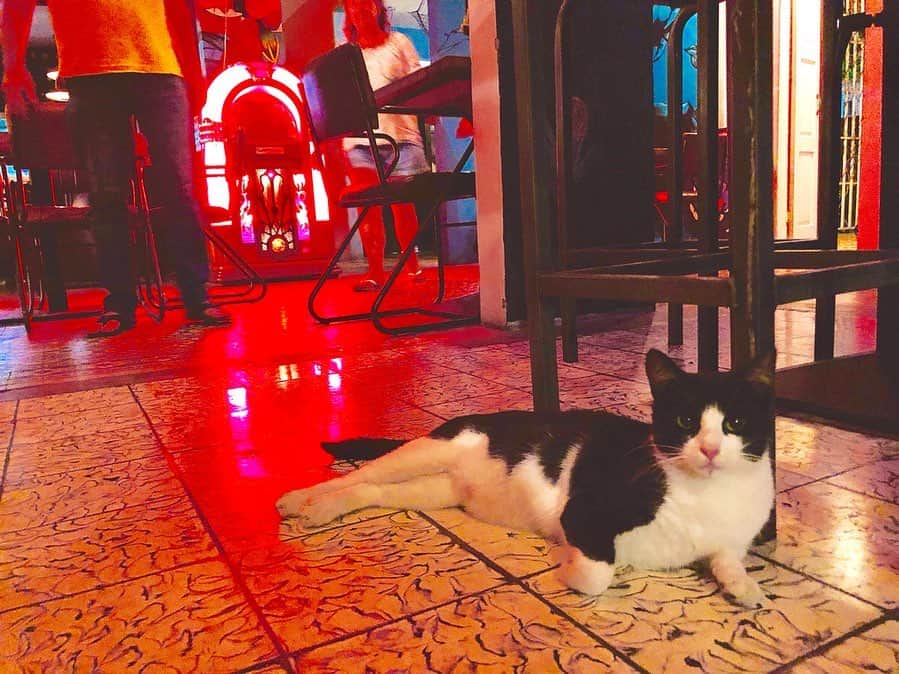 のインスタグラム：「子猫のローディー♡ #ウィレムスタッド 繁華街の道端で産まれたからみんなにRoadieって呼ばれてました。賢く美人のローディーはいつのまにか美味しいタパスのお店に住み着いたそう。#長生きしてね #lacantinadelpatron  #curaçao #curacao #willemstad  #ninaricciデザイナーポッターの故郷キュラソーを巡る旅」