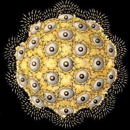 ベックスロックスさんのインスタグラム写真 - (ベックスロックスInstagram)「“Man is not above nature but In nature.” Ernst Haeckel. ⠀⠀⠀⠀⠀⠀⠀⠀⠀ Diving into the incredible intricate drawings of life forms by Haeckel. 🙏👁 #Appreciation . . . . #inspiration #nature #ernsthaeckel #jewels #naturesjewels #roxonajourney #illustrations #philosopher #biologist #artist #ecologist」9月15日 23時56分 - rcollectivestudio