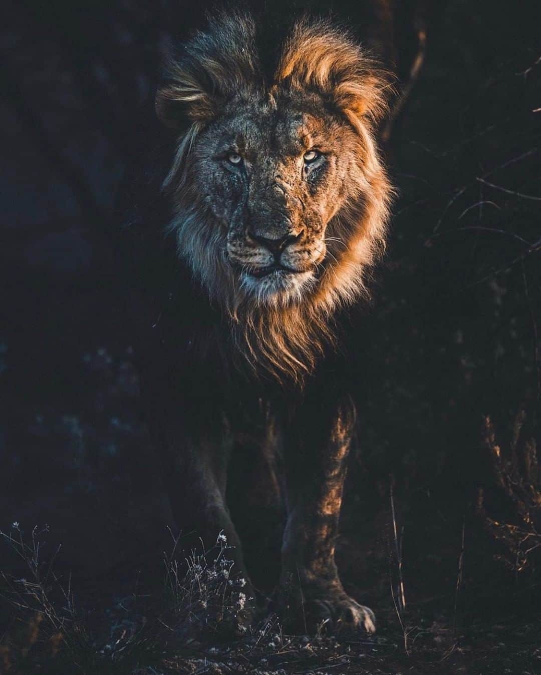 Discoveryさんのインスタグラム写真 - (DiscoveryInstagram)「“Fervent.” 📸 + caption by Donal Boyd (@DonalBoyd ) . . . . #adventure #travel #nature #photography #landscape #love #photooftheday #explore #sky #wanderlust #naturephotography #instagood #power #lion #sunday」9月15日 23時52分 - discovery