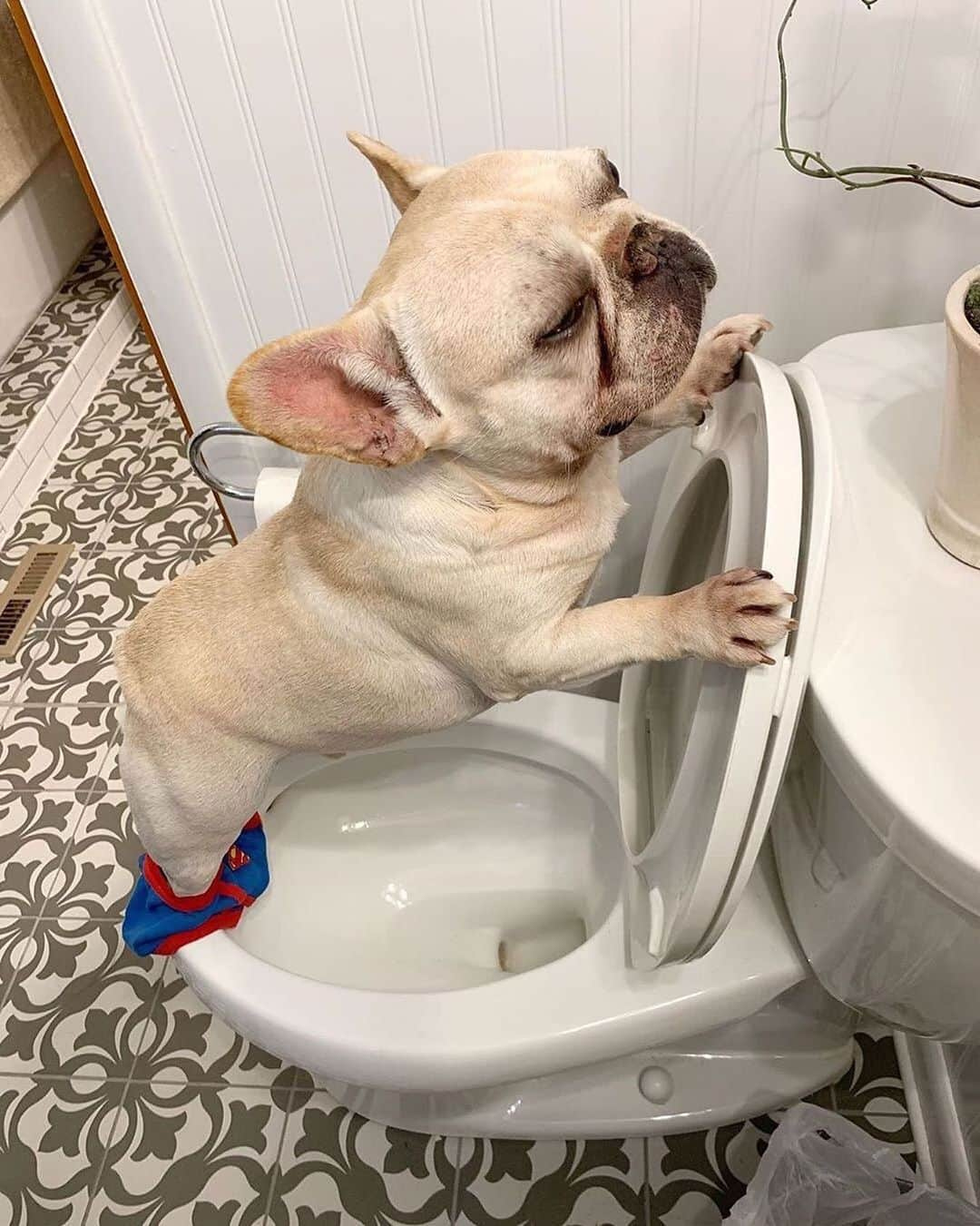 Regeneratti&Oliveira Kennelさんのインスタグラム写真 - (Regeneratti&Oliveira KennelInstagram)「When you pee with one eye closed so it’s easier to go back to your nap. @3bulldogges . . . . . . #frenchbully #frenchielove #dogsandpals #frenchbulldogs #weeklyfluff #french_bulldogs #dogsofinstagram #dogsofinsta #puppiesofinstagram #puppylove #instadog #frenchie #frenchiesofinstagram #frenchielove #love #dailybarker #squishyfacecrew #frenchieoftheday #dogoftheday #lovemydog #frenchiegram #cutenessoverload #dog_features #frenchieringer #mydogiscutest #instapuppy #frenchielife #frenchies1」9月16日 0時28分 - jmarcoz