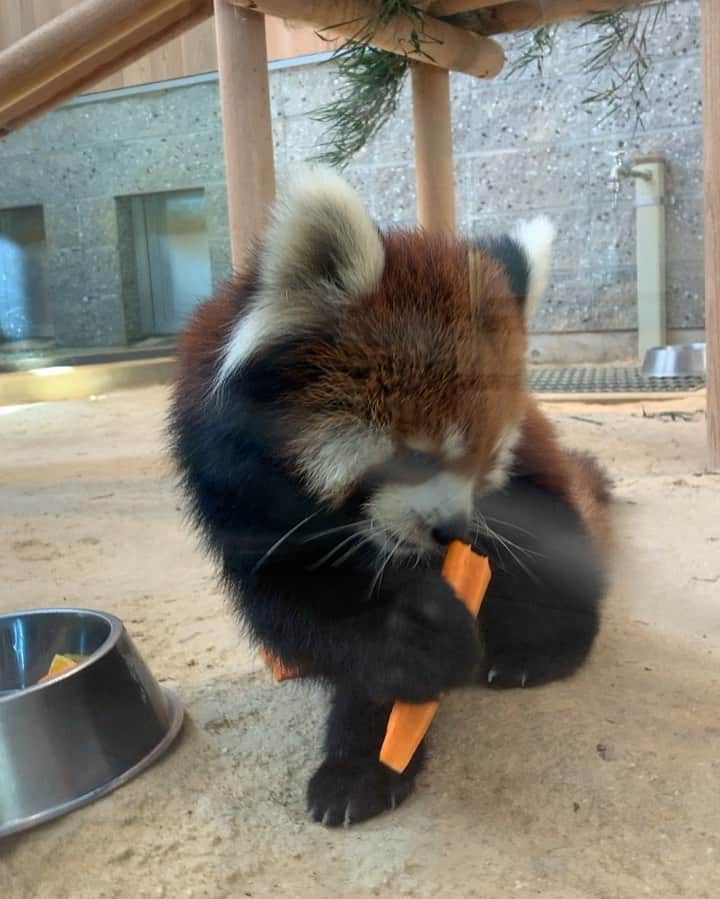 takegaeruのインスタグラム：「西山公園といえば、茶色いきゃわたん 営業サービス満点の食事姿を見せてくれました おそろしい子！ #西山公園 #レッサーパンダ」