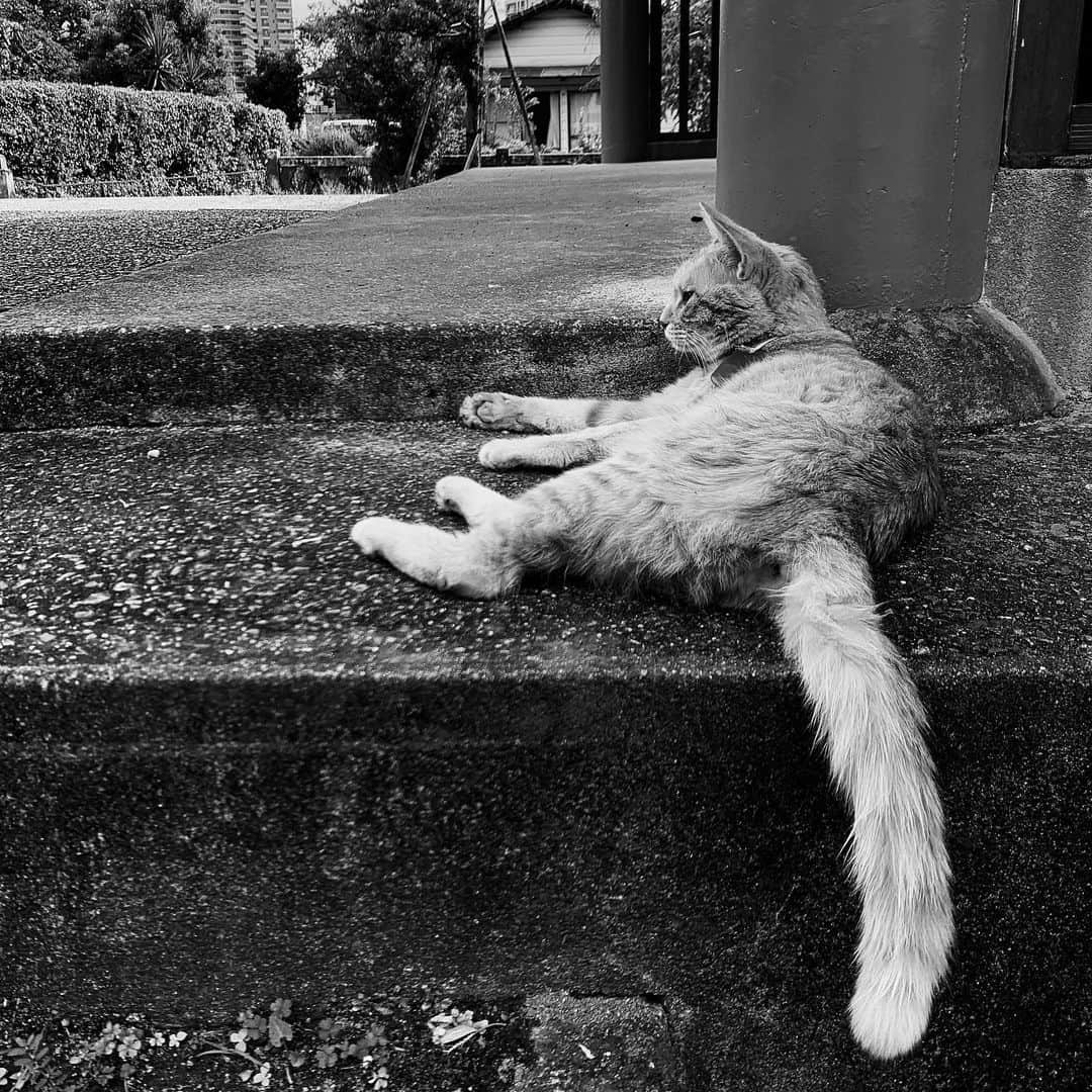 naotakeのインスタグラム：「ねこ - A cat / iPhone XR + Snapseed, 20190916 . . . . #spicollective #royalsnappingartists #infamous_family #rsa_main #infinity_photo_cult #ray_vip #jp_gallery #jp_gallery_bnw #trb_bnw #wp_bnw  #bnw_life #bnwlife_member #bnw_life_shots #bnw_captures #world_bnw #top_bnw #team_jp_ #team_jp_モノクロ #ig_energy_bw #ig_nihon #streetphotographybnw #igersjp #blackandwhite #bnw #bnwphoto #monochrome #bw #bnwphotography #ShotOniPhone #shotoniphoneXR」