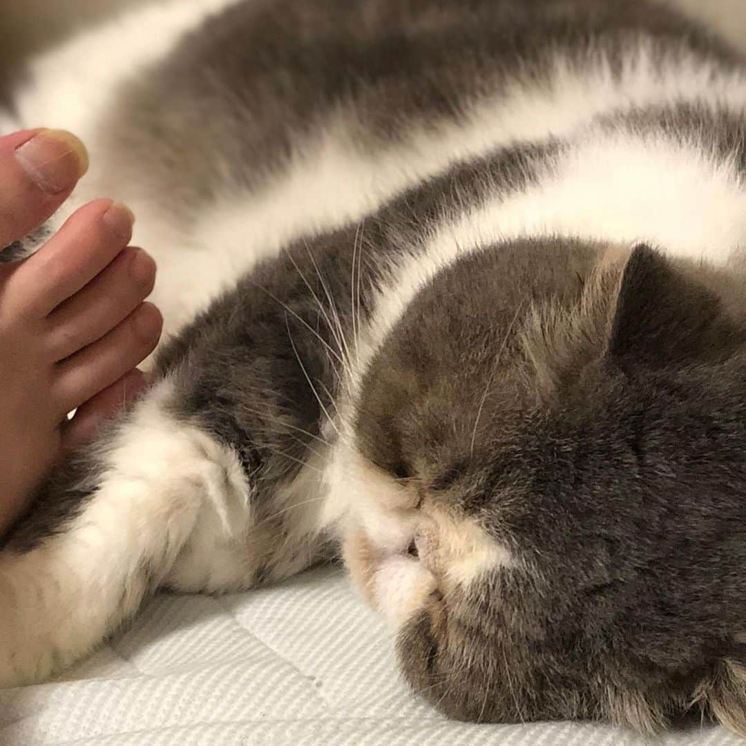 ムスカ(Muska)さんのインスタグラム写真 - (ムスカ(Muska)Instagram)「足の横で、気にせず眠る。」9月15日 16時49分 - exotic_toshi