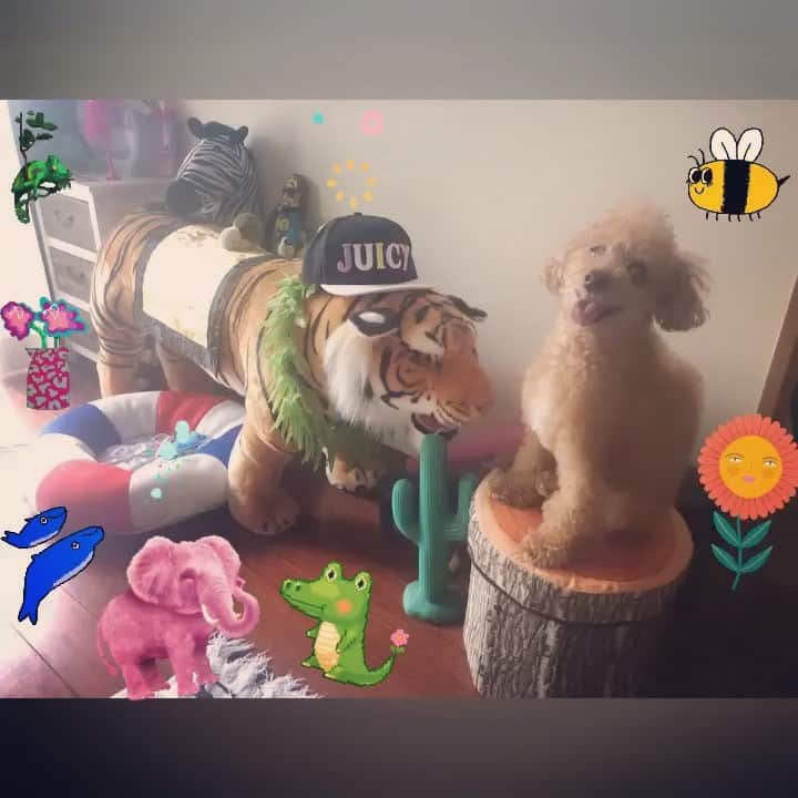 DJ JUICYのインスタグラム：「我が家のテーマは、、、 サファリパーク🐯🐸🐒🐻🐢🦖🦄🐠🦓🦍🐿🍁🌺🌵🌴💫 植物の中で動物達に囲まれた生活を夢みるオバさん...🙋🏻‍♀️🧚‍♀️🍀💖 なんてったって❗️ 動物は嘘つかない生き物😌😌😌🙌🌏✨ むしろこの星で、嘘つくのって人間だけじゃん🤖👽👾🌝🌚💦 色んなアニマルアイテム揃ってきた🥰  もっと広いお家にして、もっと大きいアイテム揃えたい🤩✨💫 いや、出来れば本物のトラ飼いたいね🐯🐅トラ使いの魔女💜🧙‍♀️🙌✨ #animal#happy#goodvibes#juicykun #juicyhouse#🏡」
