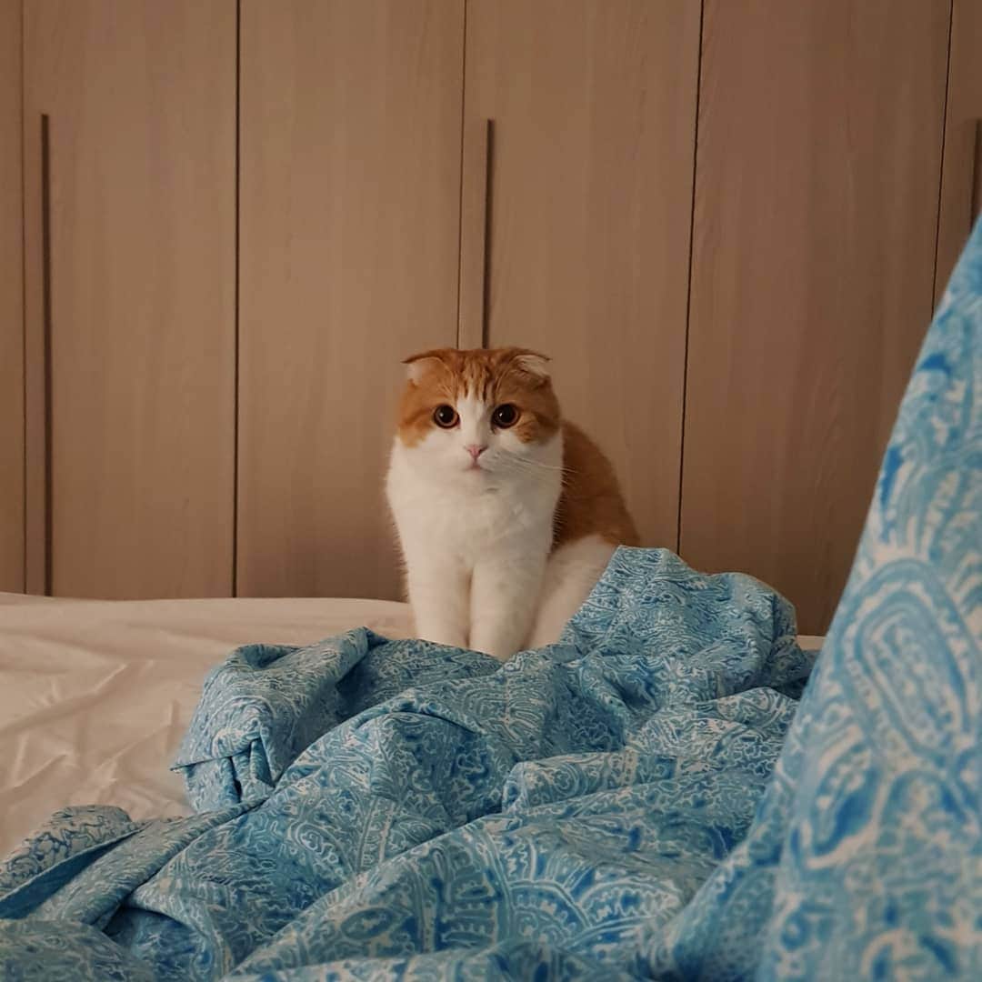 Nana _The Scottish Foldのインスタグラム：「Judging the human whos ready to sleep at 10 😂  10신데 벌써 눕는다고 요즘 눈치 마니주는 나니찌🙄 . . . #고양이 #猫 #ねこ #スコ #cat #cats #catstagram #catsofinstagram #instagramcats #instacat #bestmeow #catoftheday #catsofworld #catsloversworld #catsofday #냥스타그램 #또앙 #귀여워 #냥이 #caturday #gatos #cats_of_instagram #ilovemycat #catselfie #kittensofinstagram #kittens #catsdaily #kucing #mao」