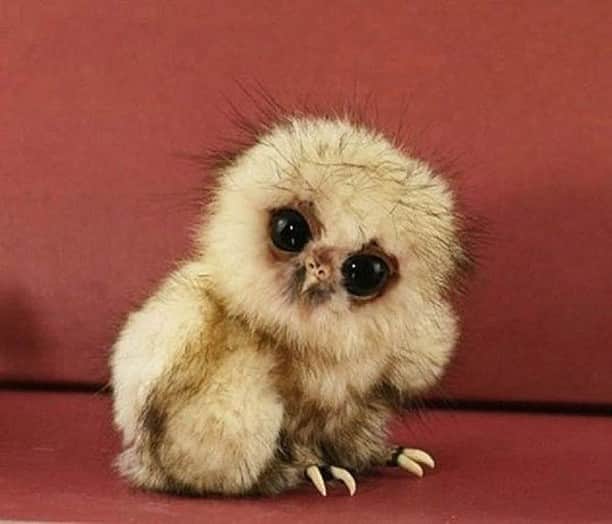 Baby Animalsさんのインスタグラム写真 - (Baby AnimalsInstagram)「In case you've never seen a baby owl!」9月15日 17時58分 - thebabyanimals