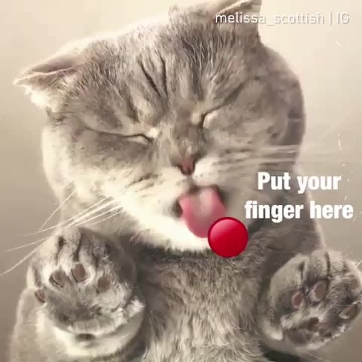 Aww Clubのインスタグラム