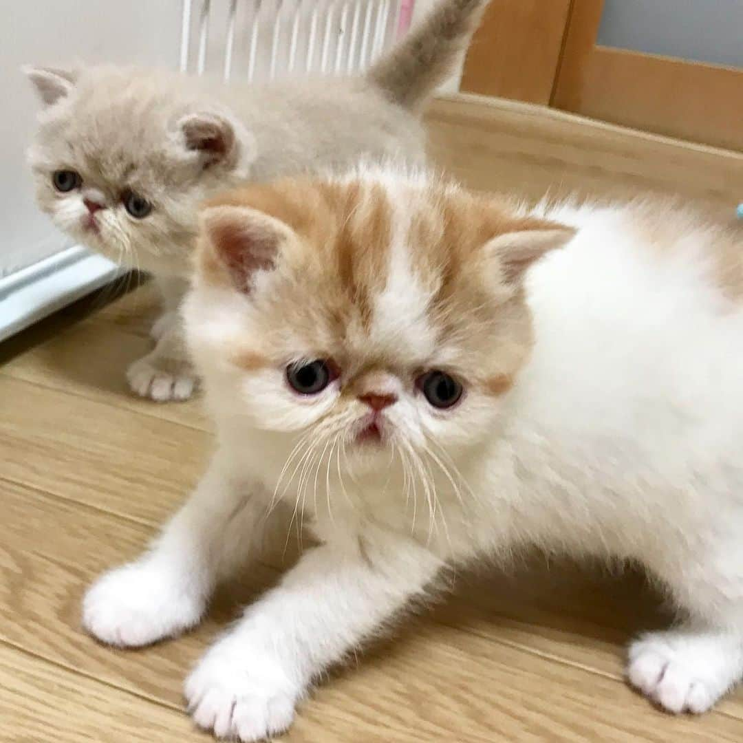 こちょねこ父さんさんのインスタグラム写真 - (こちょねこ父さんInstagram)「かわいい日々はすぐに過ぎ去って行く…。😖😫 ・ #時を止まれ #私の #食欲も止まれ ・ #cat#cats#cute#catlover#catstagram#catsofinstagram#exotic#exoticcat#exotickitten#exoticshorthair#exoticshorthairkitten#ねこ#ねこ部#猫#エキゾチック#エキゾチックショートヘア#エキゾチックショートヘアー #子猫#仔猫#子にゃんこ#にゃんこ#ニャンコ#エキゾ」9月15日 18時21分 - gongon419