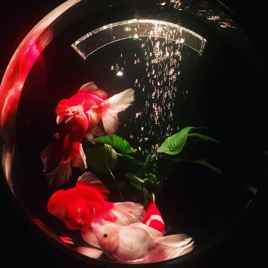 のインスタグラム：「・ 生きたアート 江戸の涼  #アートアクアリウム #アートアクアリウム2019 #金魚アートアクアリウム #金魚ミュージアム #金魚 #tempurakidz」