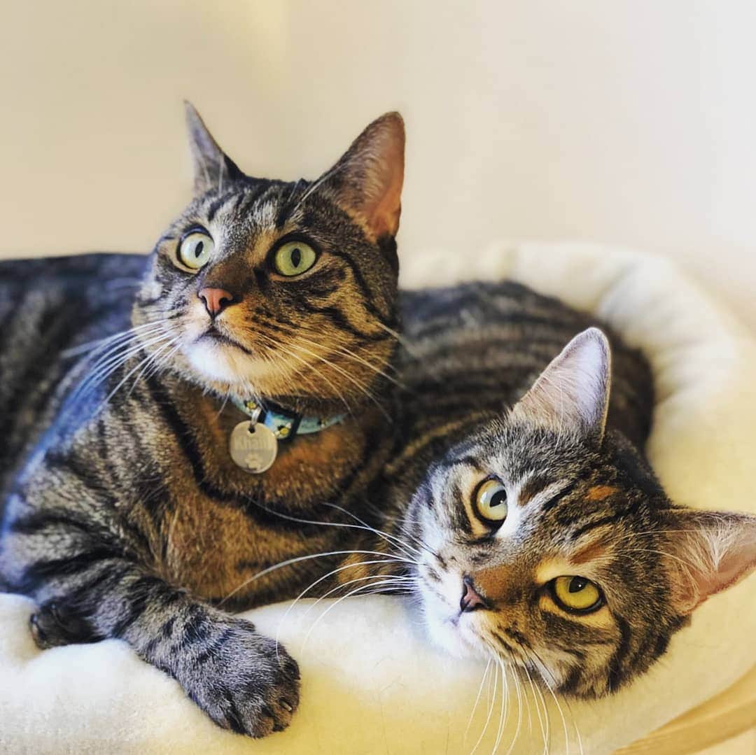 CatStockerのインスタグラム：「Hello! #catstocker is here!  Follow our FURRriend @rayahandkhalil  Scroll right for more pictures 👉 . . . . . #cat #neko #mačka #chat #kočka #котка #kotek #kot #кіт #mače #кошка #кот #katze #gato #gatto #kissa #kattunge #猫 #고양이 #貓 #kedi #köttur #kissanpentu #חתול #кішка #kedicik #кошеня #gattino #子猫」