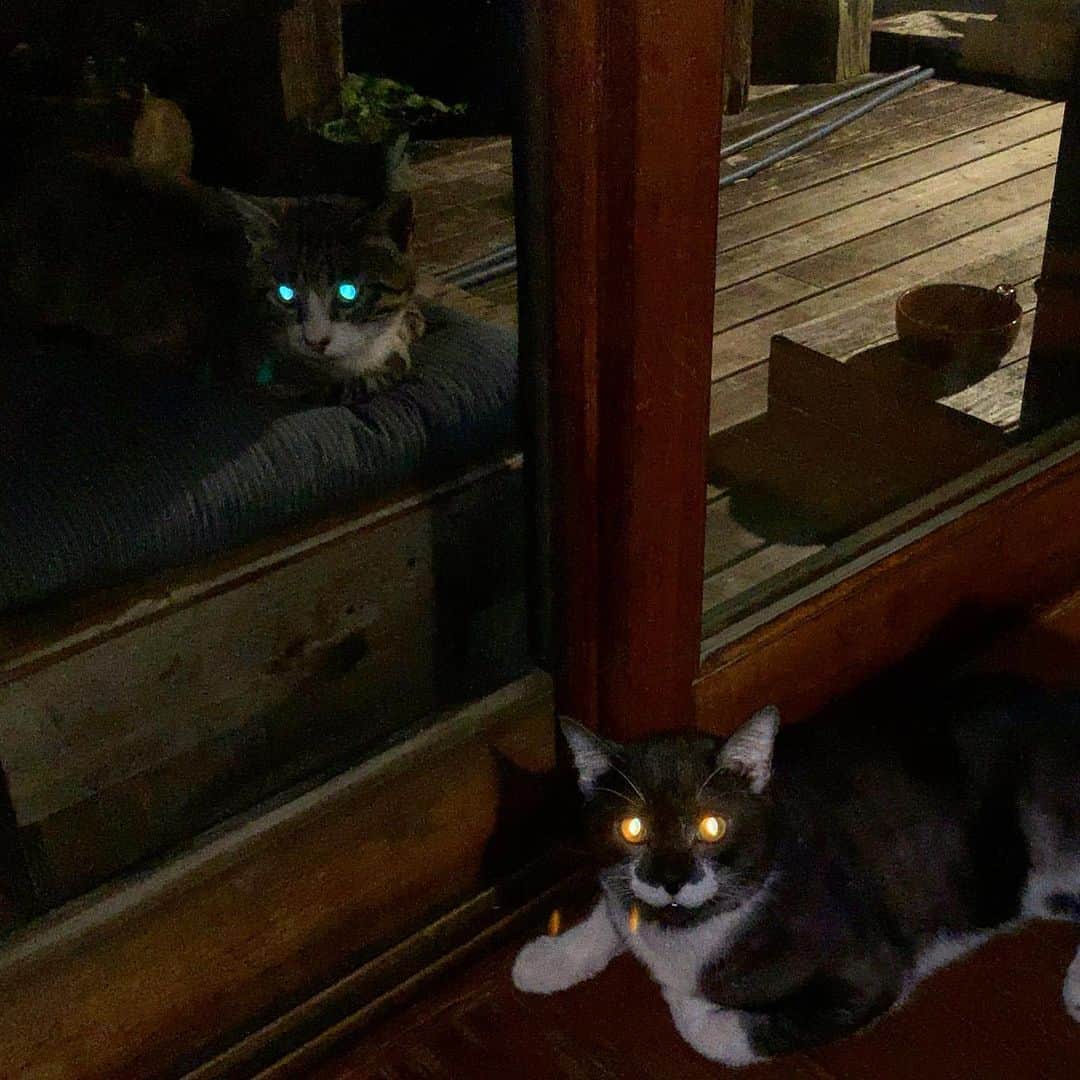のインスタグラム：「奥がジェダイ。 手前のはダークサイド♪ #イケウチ家の猫 #たらっ さん #せなきじシンメ」