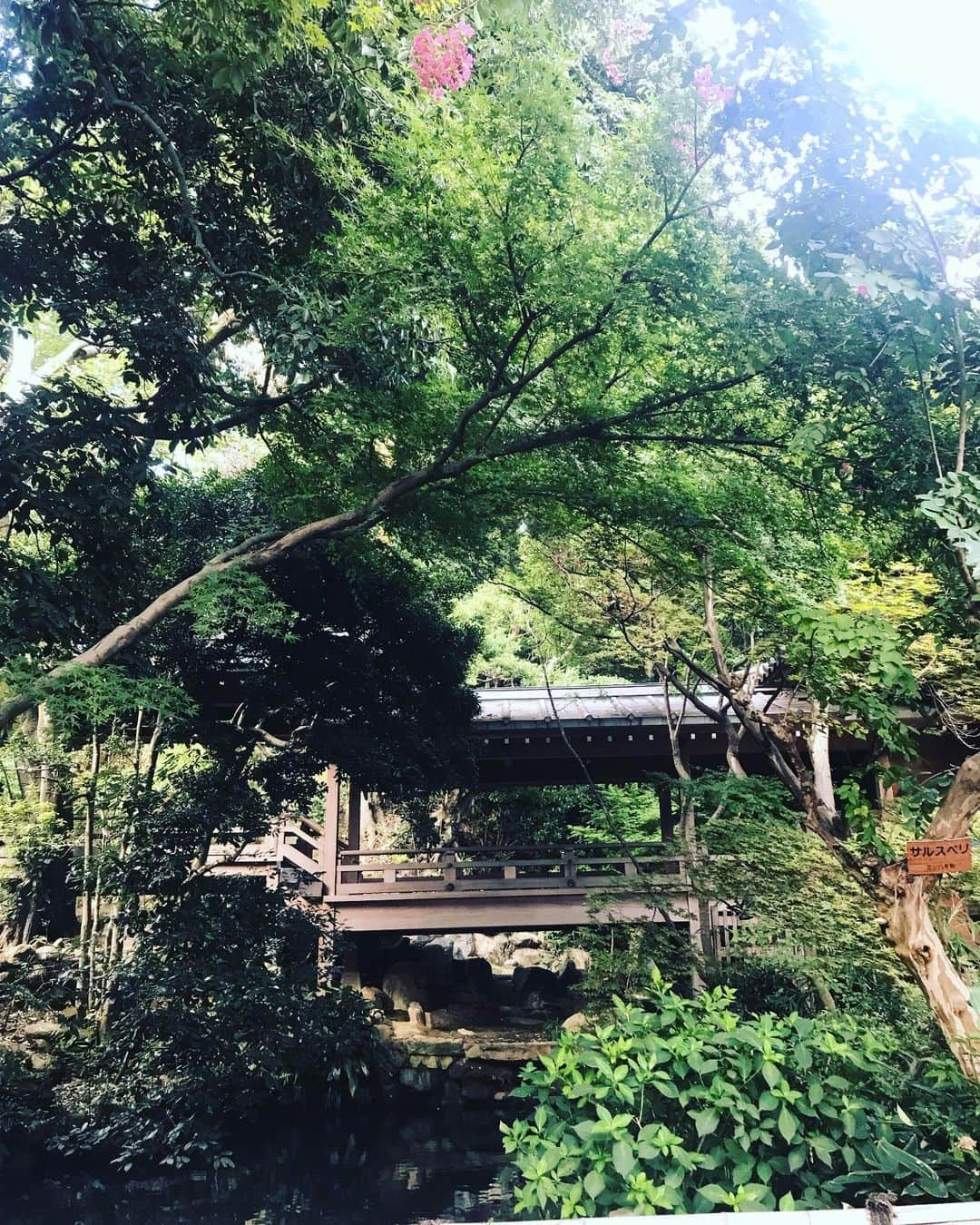 平子理沙さんのインスタグラム写真 - (平子理沙Instagram)「今日はお散歩がてら、深大寺に行ってみました。「おみくじ」の創始者、元三大師。日本屈指の元三大師寺院である深大寺で、古来と変わらずの「おみくじ」を引くことは、とっても意味があると書いてあったので、早速引いてみることにしました。色々なおみくじがあったけど、ダルマさんが可愛かったのでダルマさんのおみくじにしました。結果は、「大吉」❣️やったー❣️しかも8色あるうちのダルマさんは、金色に輝くゴールドカラー😃✨ 金色ダルマは金運上昇･大願成就だって。すごすぎ〜〜！今日はスヤスヤ寝れそうです😴❤️ 深大寺は綺麗な湧水が有名で、手を洗ったり、水を眺めるだけでも癒されました。都内に居ながら、ちょっとした旅行気分を味わう事ができました〜🌿 #深大寺#お散歩#lifestyle #travel#fashion #beauty##risahirako#平子理沙」9月15日 19時37分 - risa_hirako